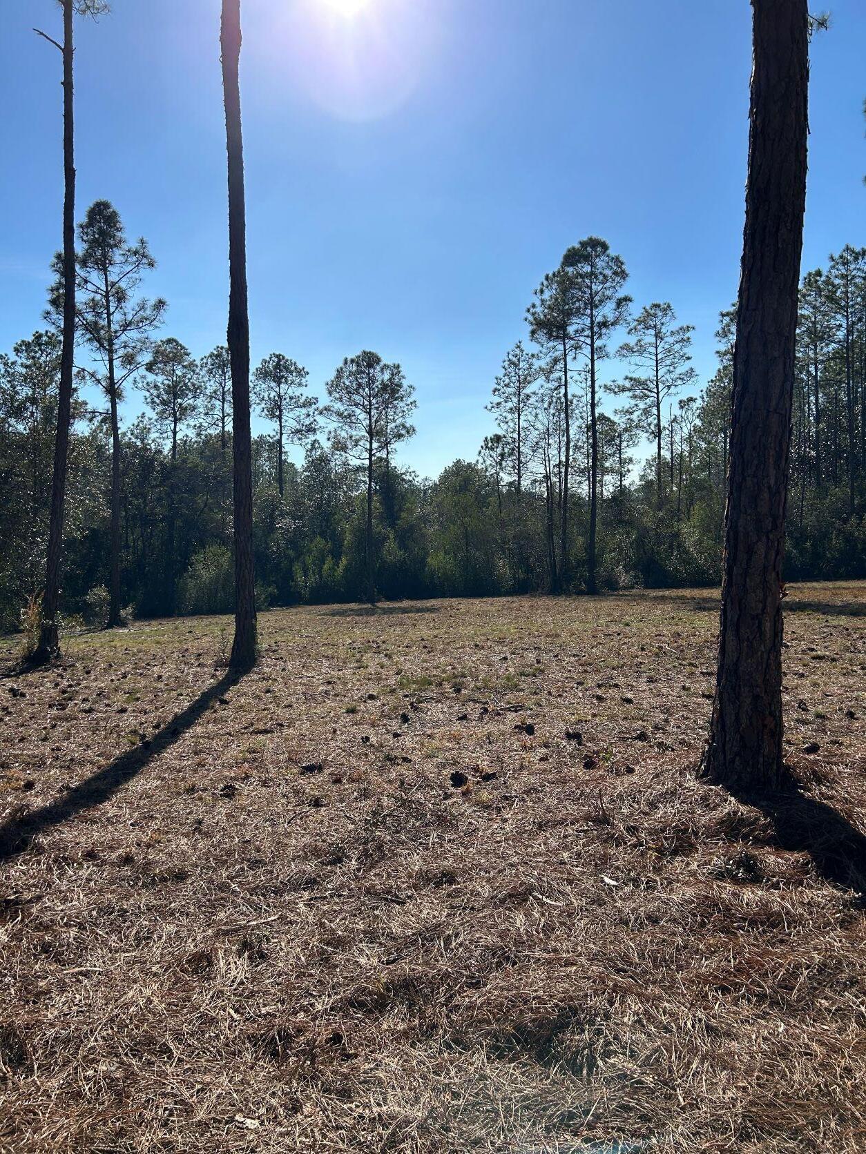 Walton Plantation - Land