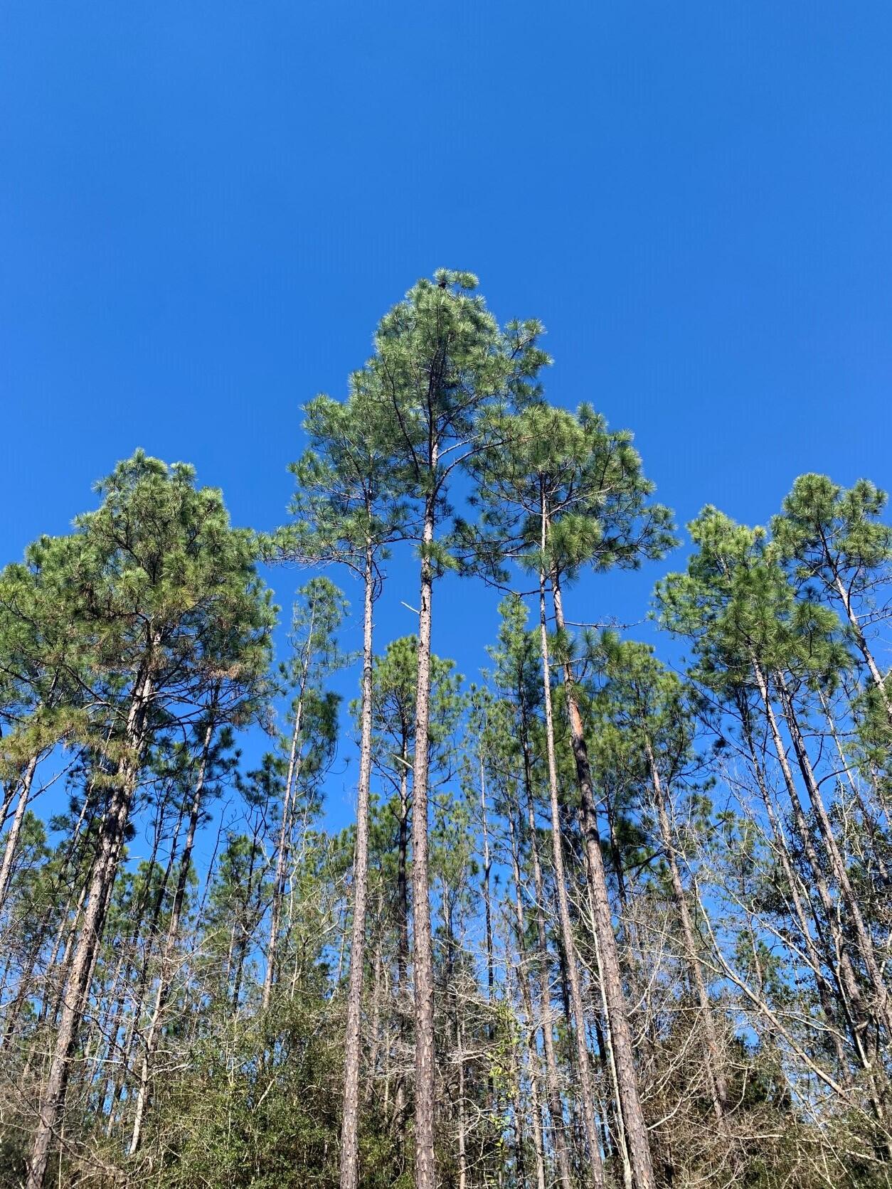 Walton Plantation - Land