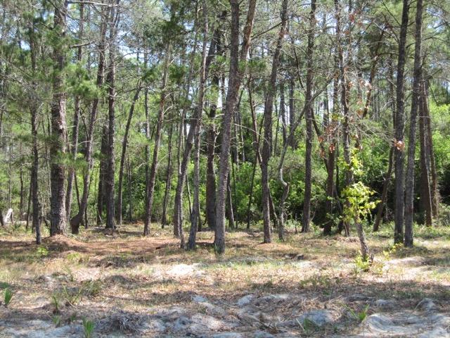 WILD HERON PHASE I - Land