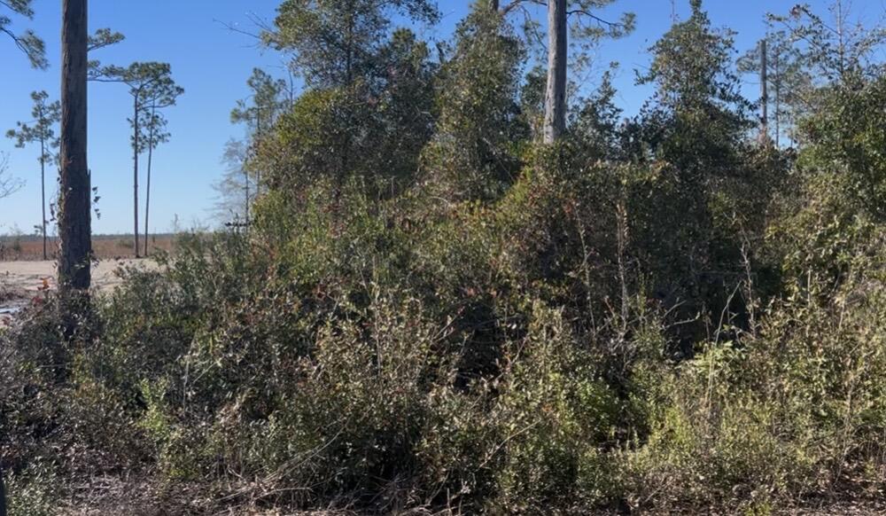 N Patrick Steet / Overstreet Area - Land