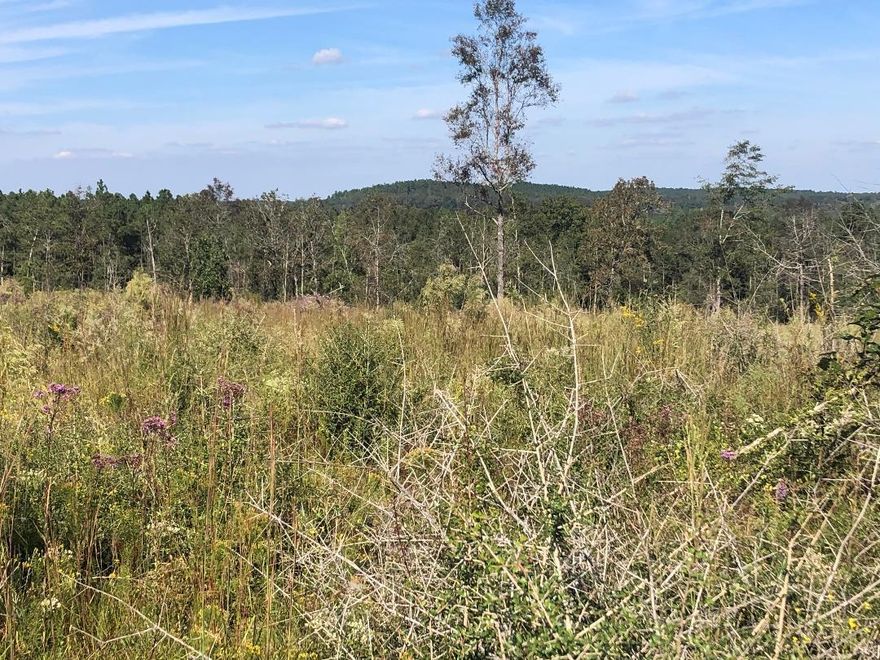 THIS 20 ACRE TRACT IS ON OF THREE TRACTS OFFERED FOR SALE. THESE TRACTS ARE SIDE BY SIDE WITH THIS TRACT BEING TO THE FAR WEST.THE PROPERTY HAS BEEN CLEARED AND IS SCHEDULED TO BE PLANTED IN PINES IN DECEMBER...DEER AND TURKEY ARE PLENTIFUL. SELLER IS A FLORIDA LICENSED REALTOR