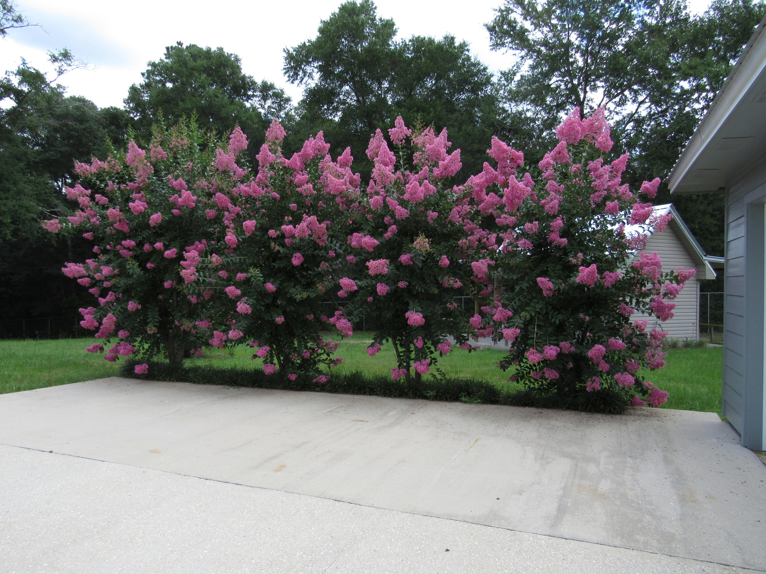 WHITE OAK ESTATES - Residential