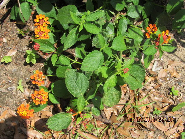 WHITE OAK ESTATES - Residential