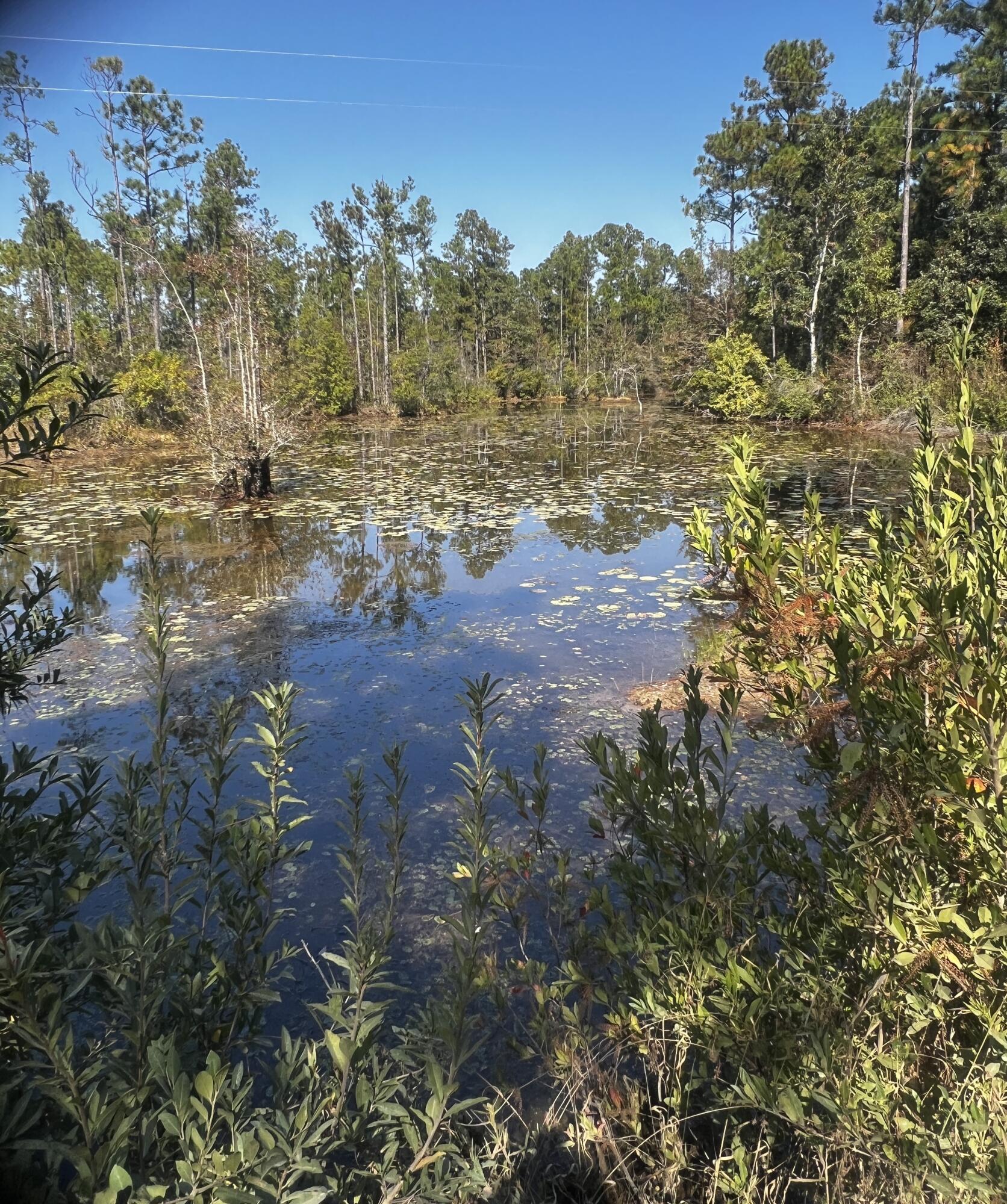 WALTON PLANTATION - Land