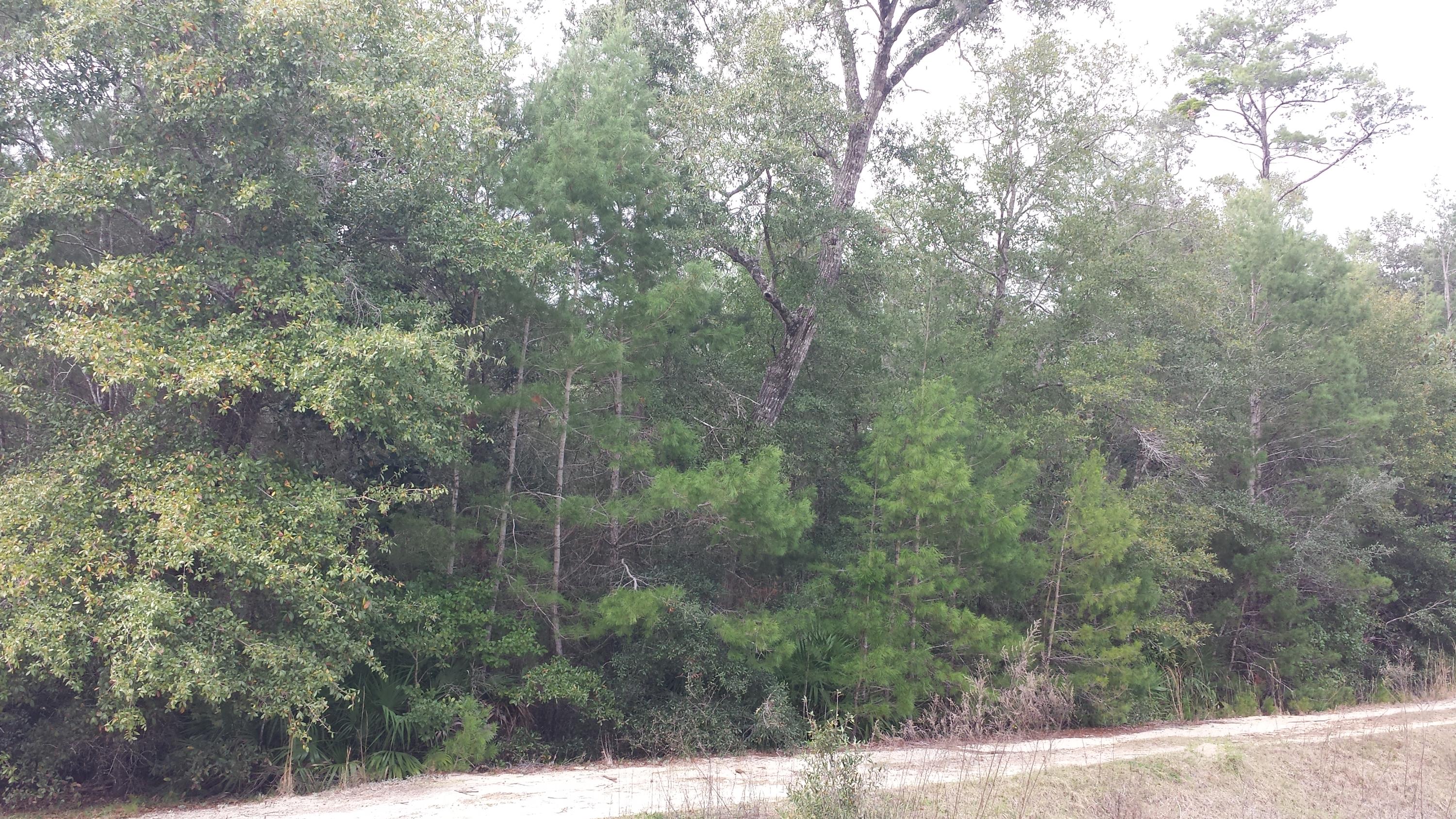 Magnolia Landing - Land