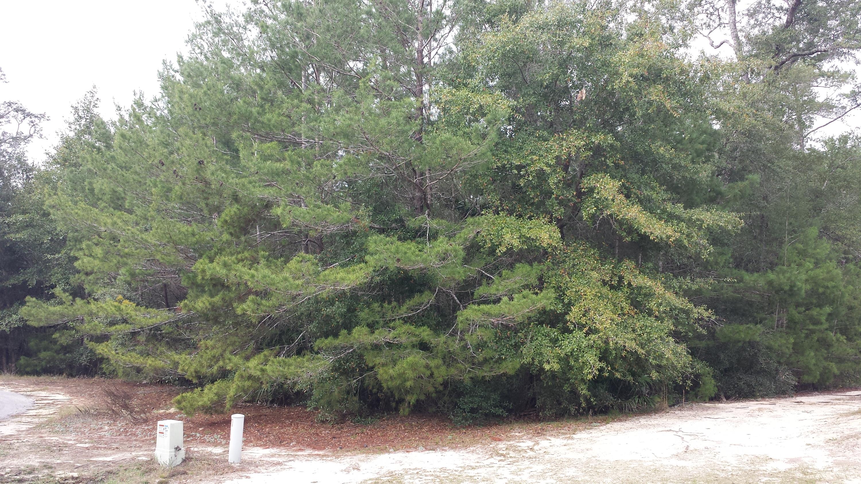 Magnolia Landing - Land