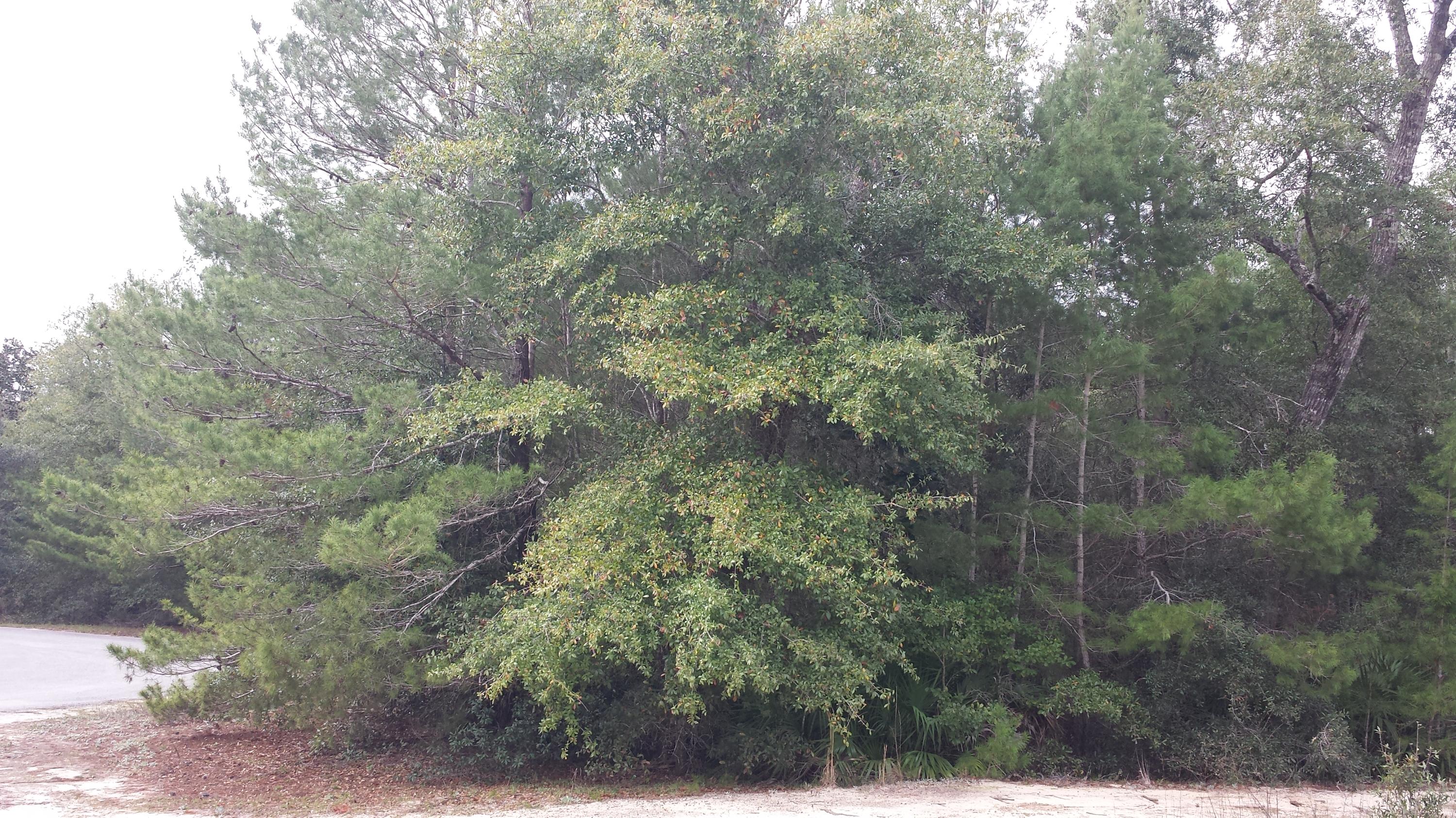 Magnolia Landing - Land