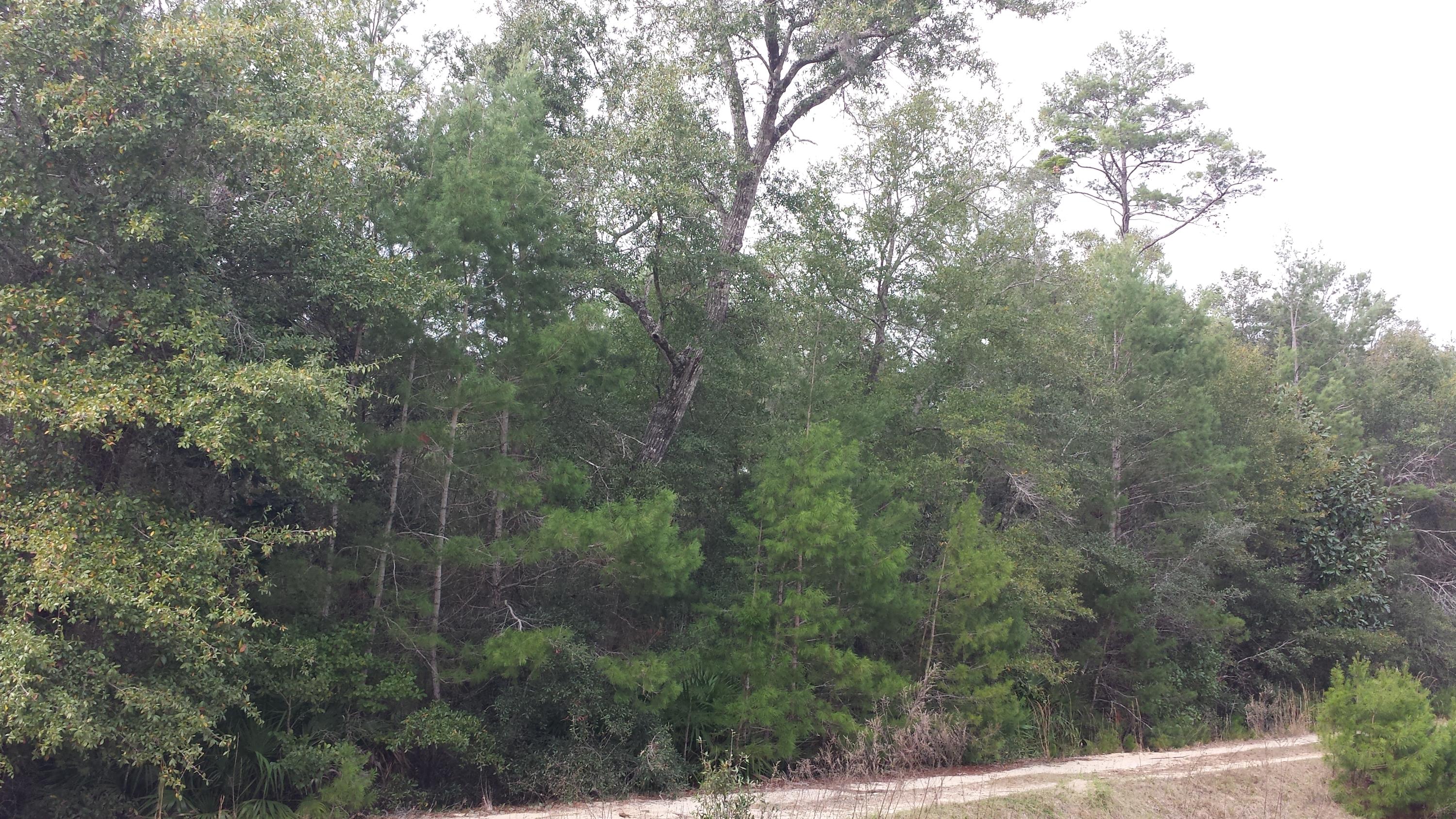 Magnolia Landing - Land