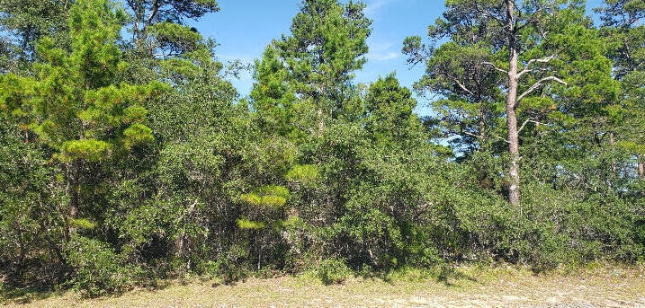 PINES OF BLUE MOUNTAIN - Land