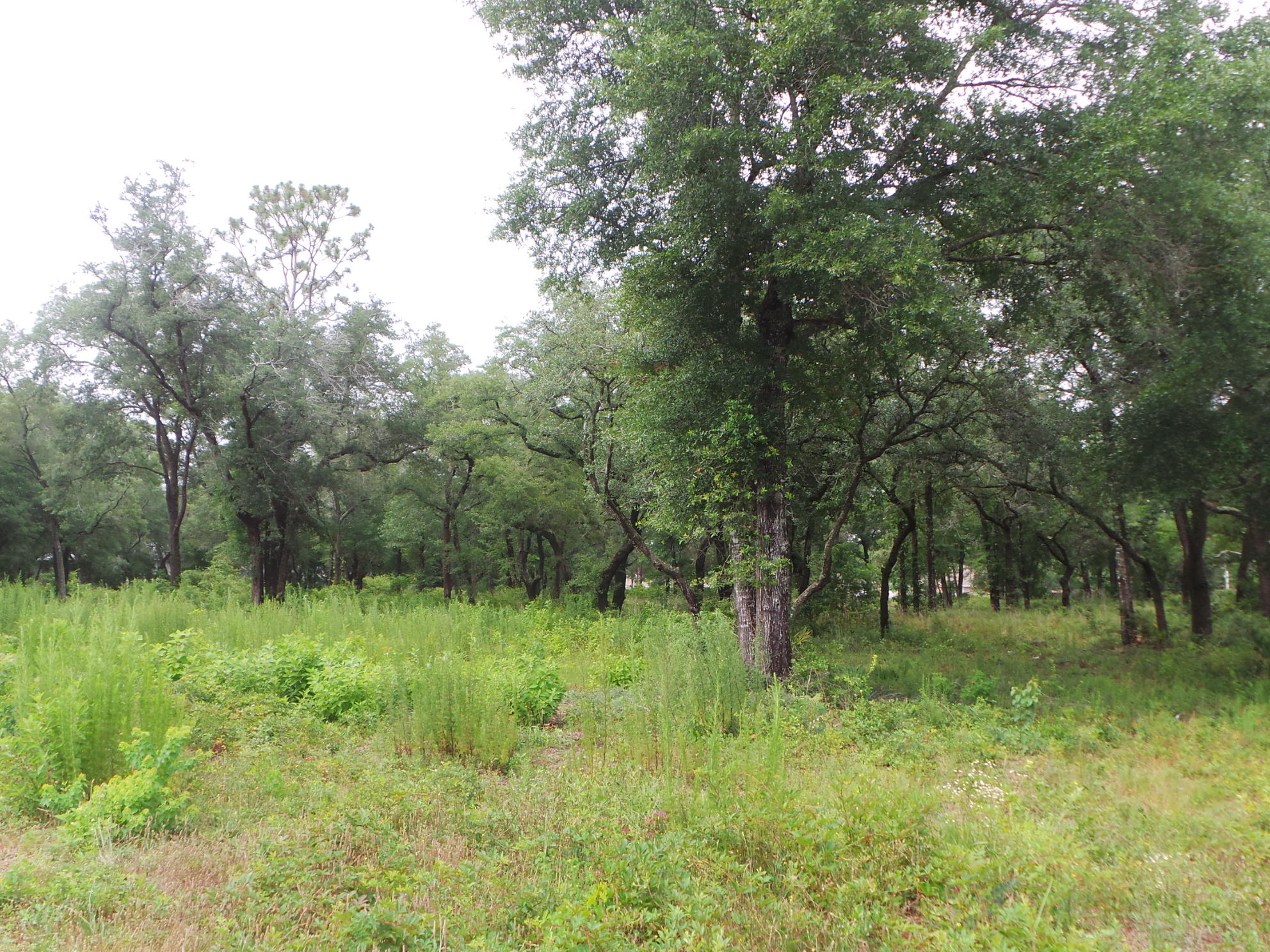 Assemblage of 3 vacant parcels totaling apprx 3 acres zoned Mixed Use. See