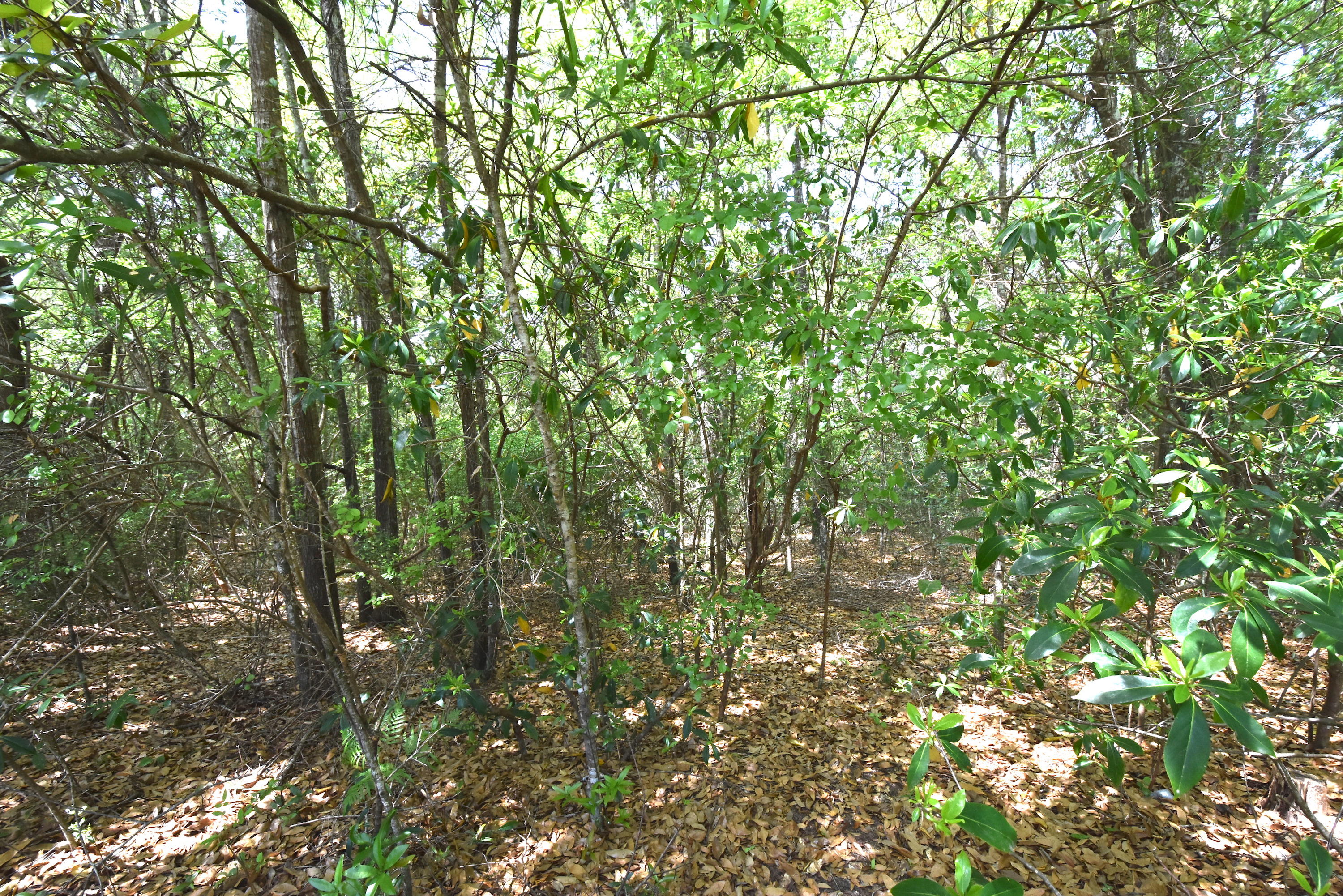 This beautifully wooded 1 Acre Home site is located at the end of Thurston Place, at the edge of the cup-de-sac. Most of the homes in the area are over 2,000 SF. Mathison Creek Estates is a popular neighborhood that is in the county so there are no city property taxes! Zoning and Future Land Use are Residential Rural. Utilities are available but not on site: water, electric, phone, cable. Take a look today at this wooded home site!