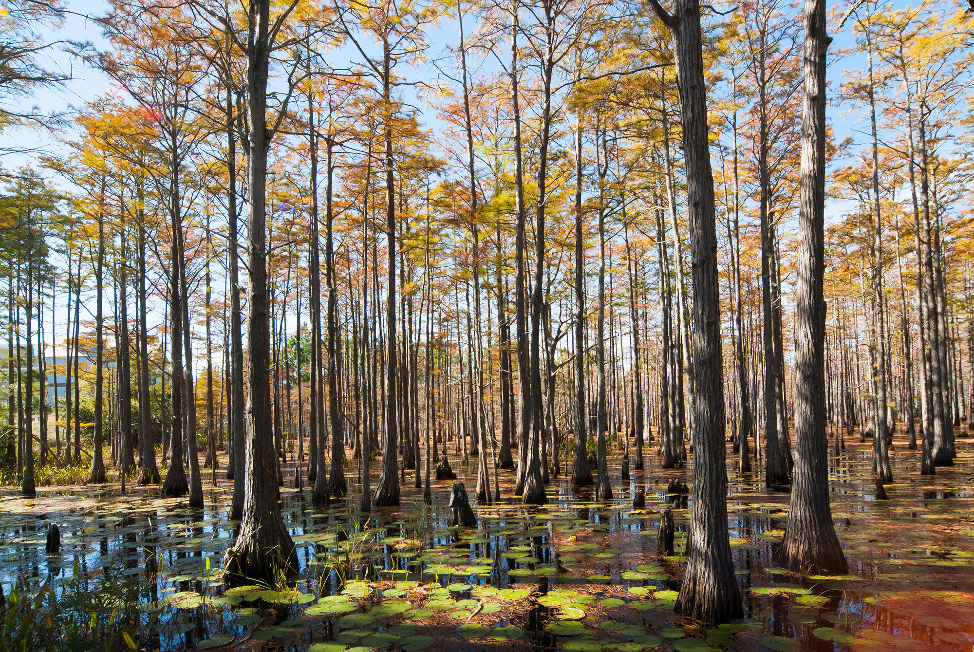 CYPRESS DUNES - Residential