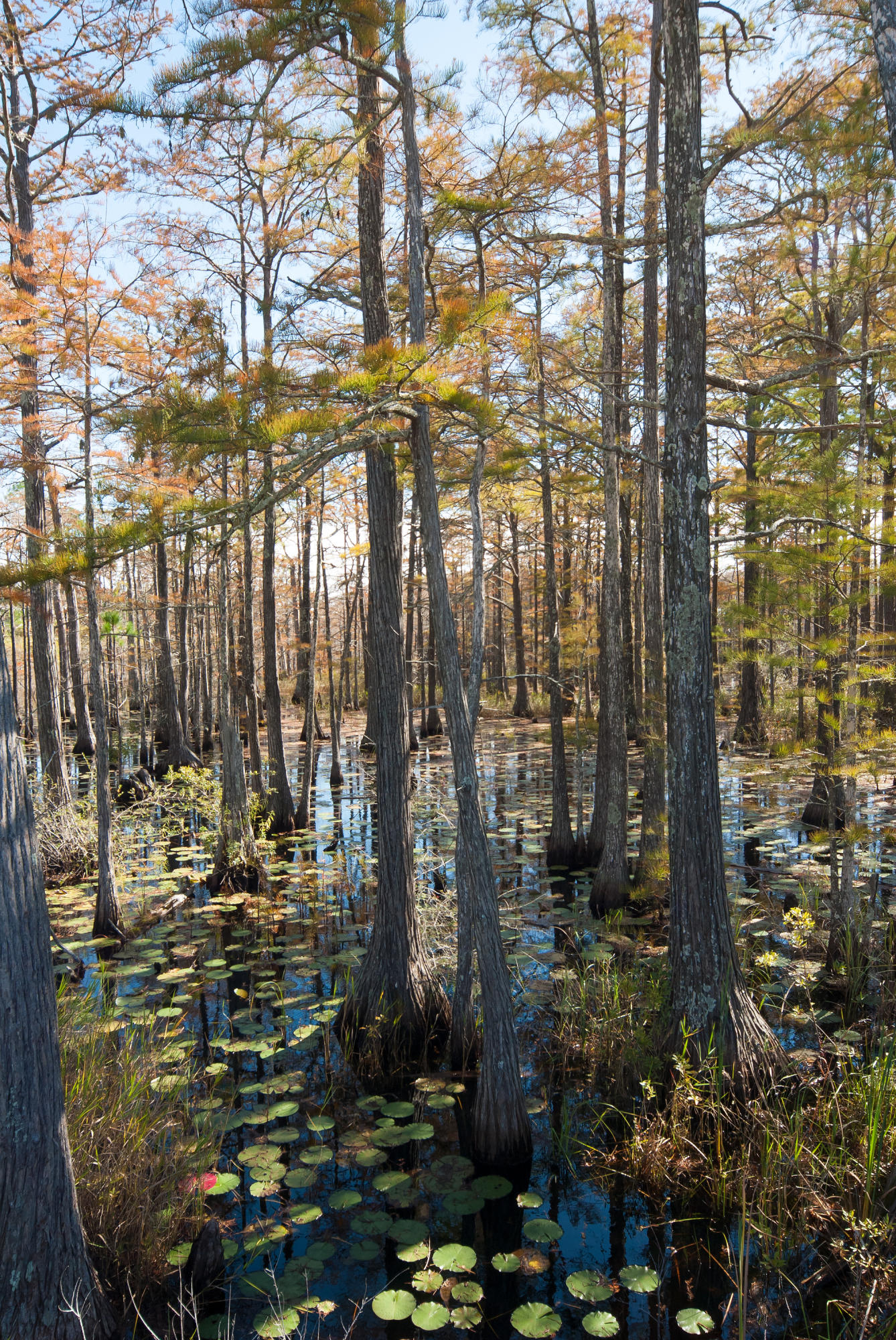 CYPRESS DUNES - Residential