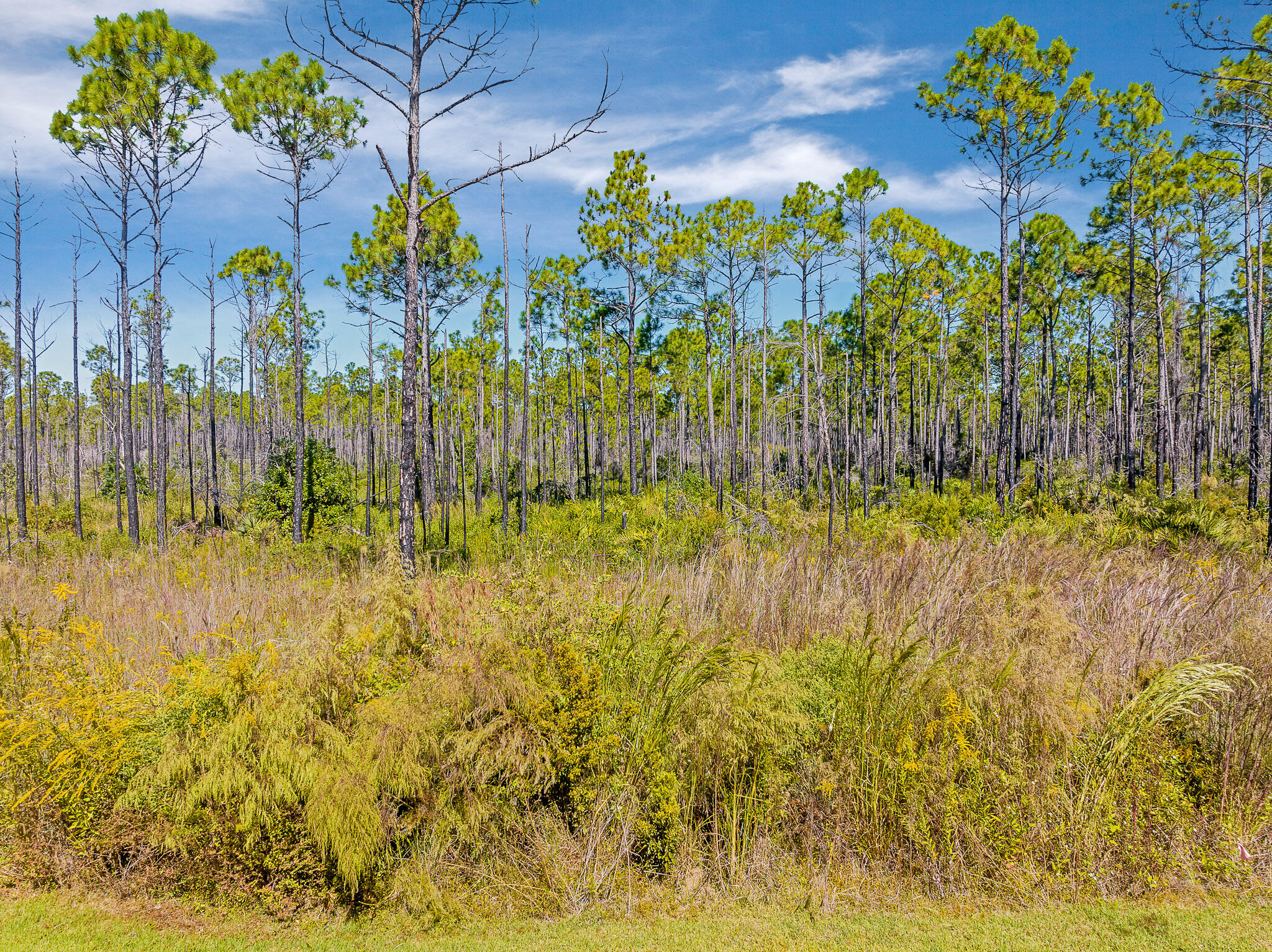 Thompson Woods - Residential