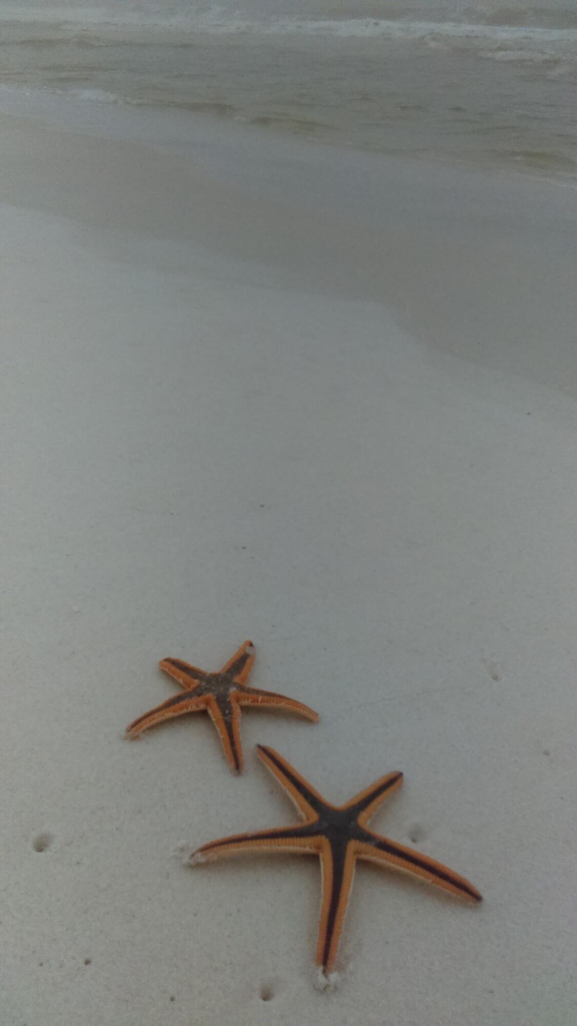 ISLANDER BEACH RESORT CONDO - Residential