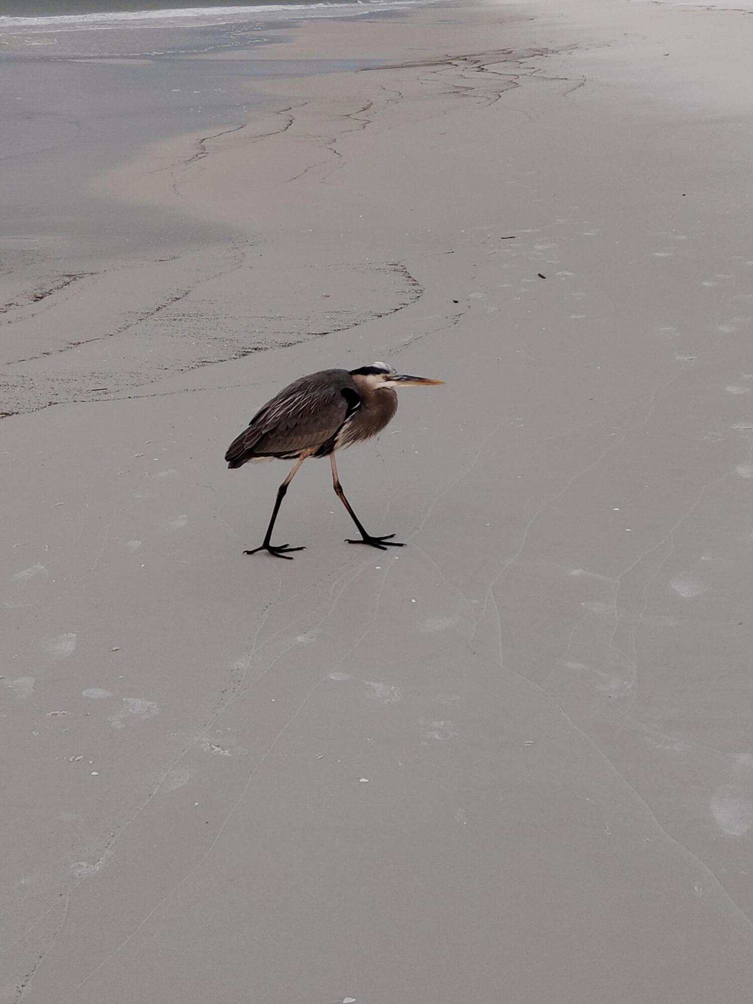 ISLANDER BEACH RESORT CONDO - Residential