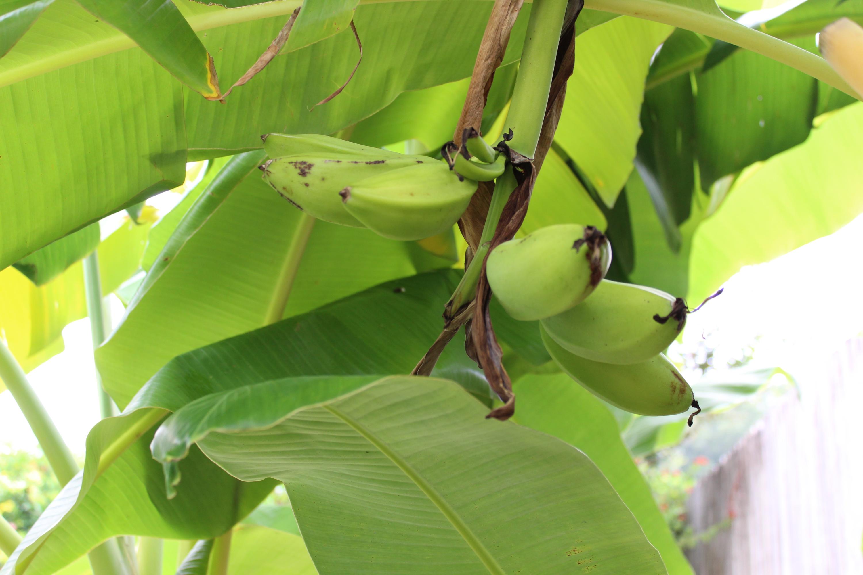 SHILOH PLACE TOWNHOMES - Residential