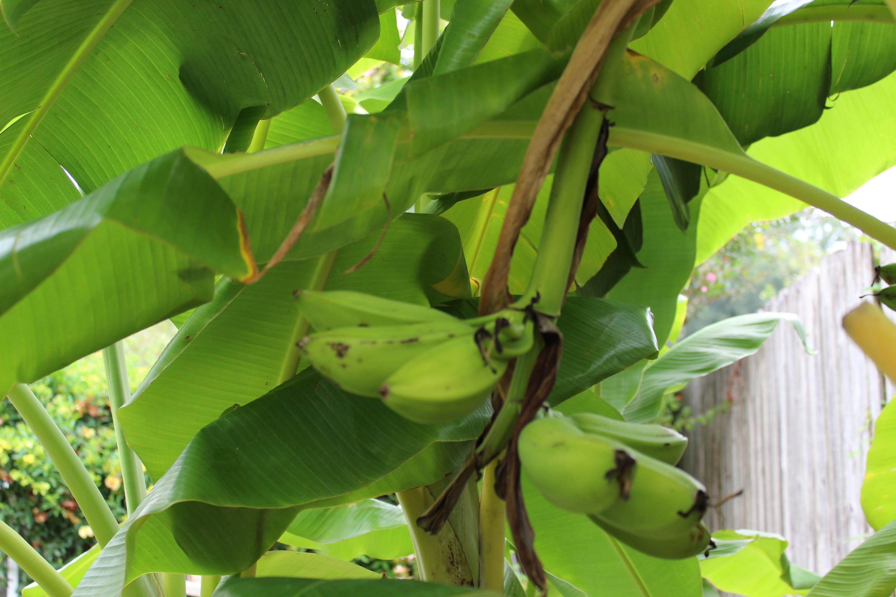 SHILOH PLACE TOWNHOMES - Residential