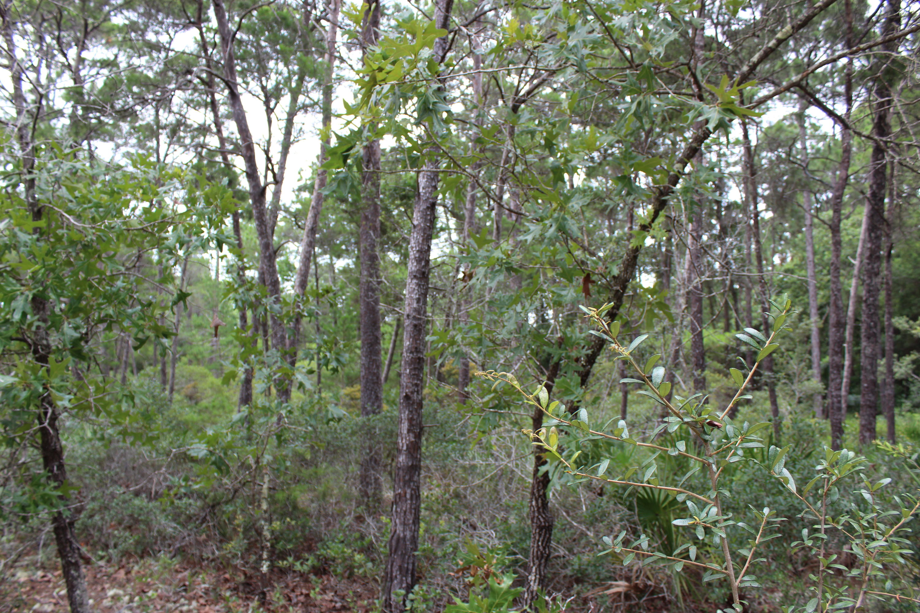 Shadow Pines - Residential