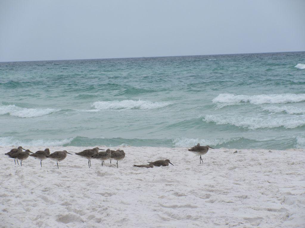 PELICAN ISLE - Residential