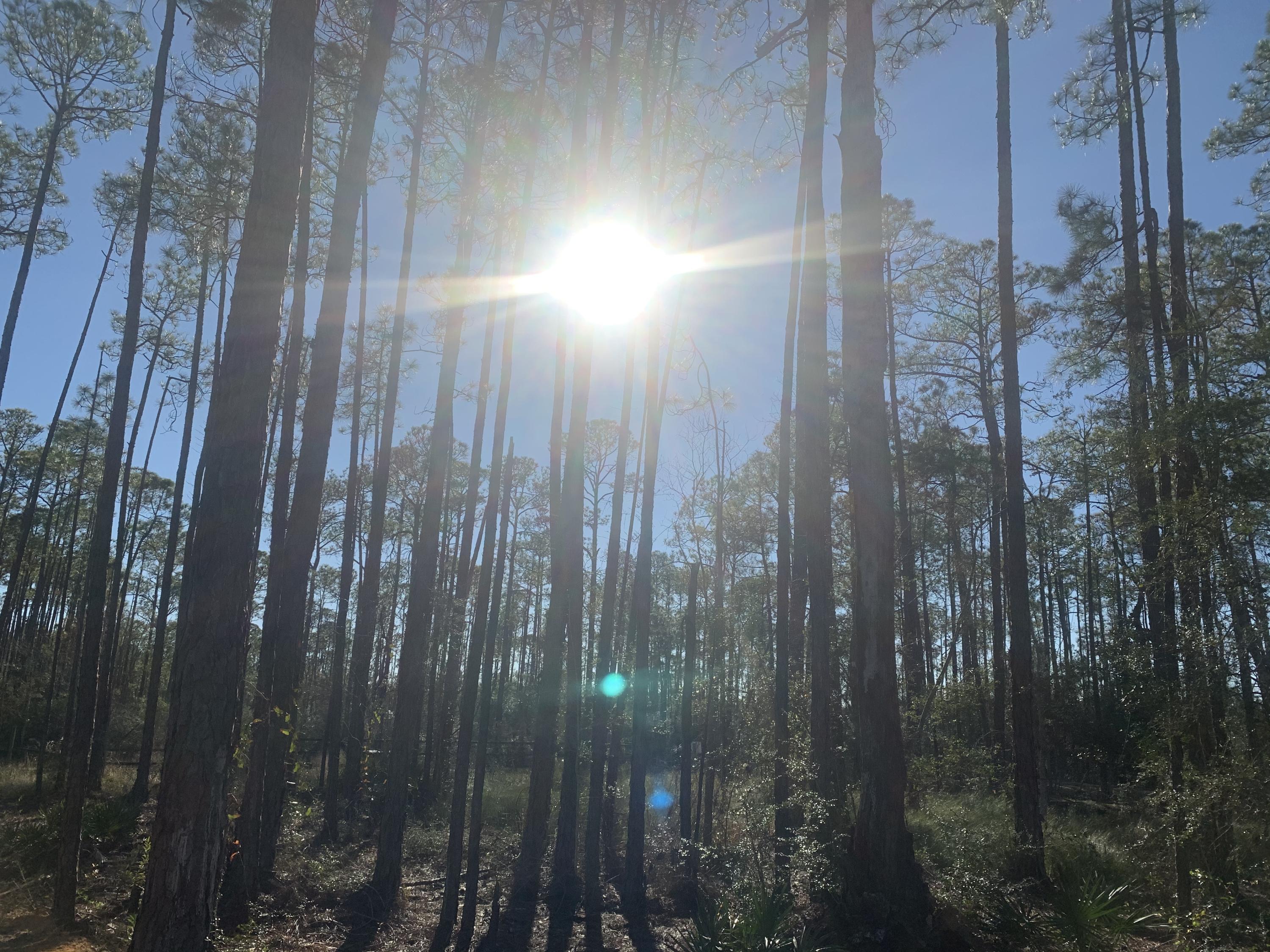 LOT 12 BLK A WHISPERING PINES S/D PB 5-37 OR 906-141 OR 1041-246 OR 1428-257 OR 2995-2825 OR 3016- - Land