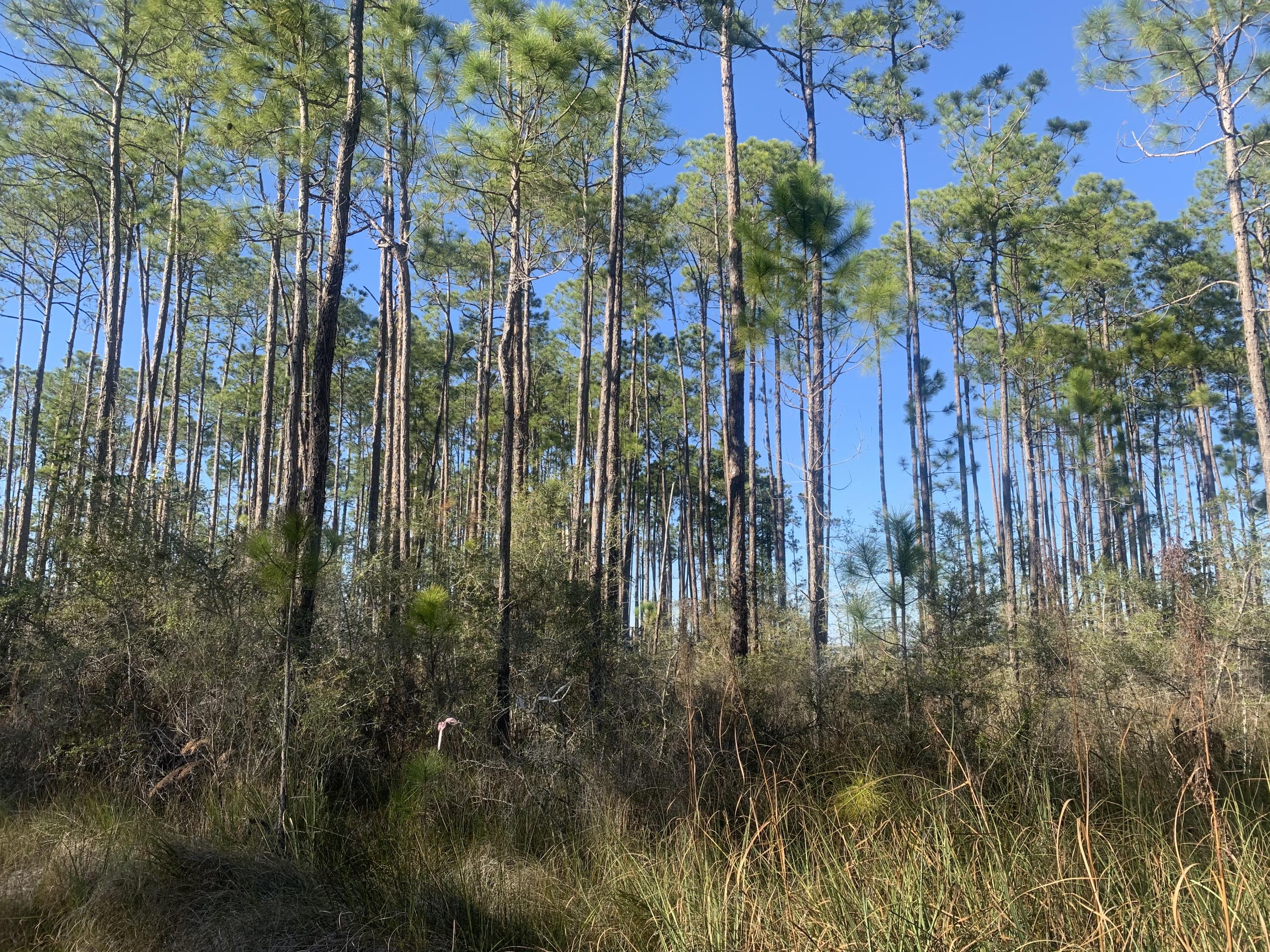 LOT 12 BLK A WHISPERING PINES S/D PB 5-37 OR 906-141 OR 1041-246 OR 1428-257 OR 2995-2825 OR 3016- - Land