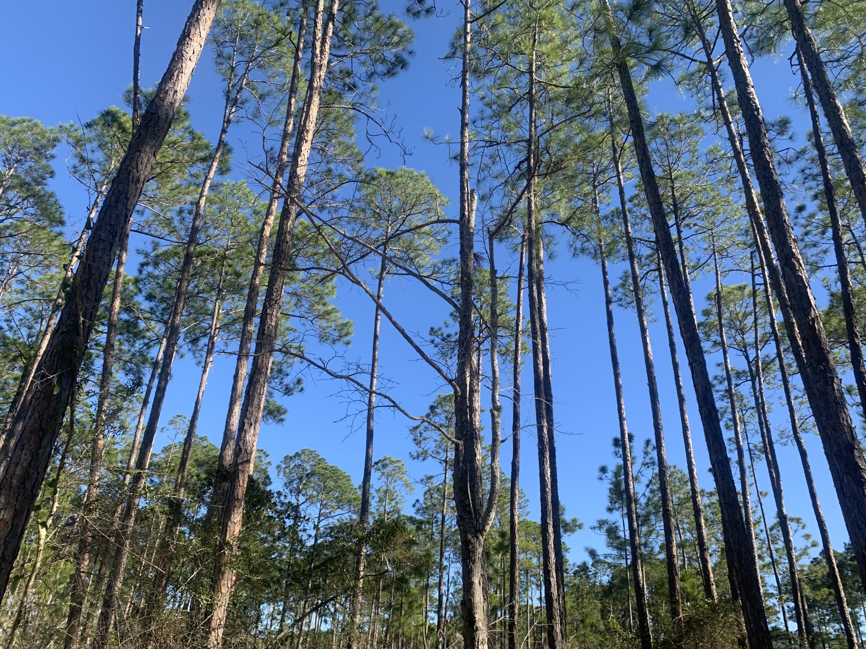 LOT 12 BLK A WHISPERING PINES S/D PB 5-37 OR 906-141 OR 1041-246 OR 1428-257 OR 2995-2825 OR 3016- - Land