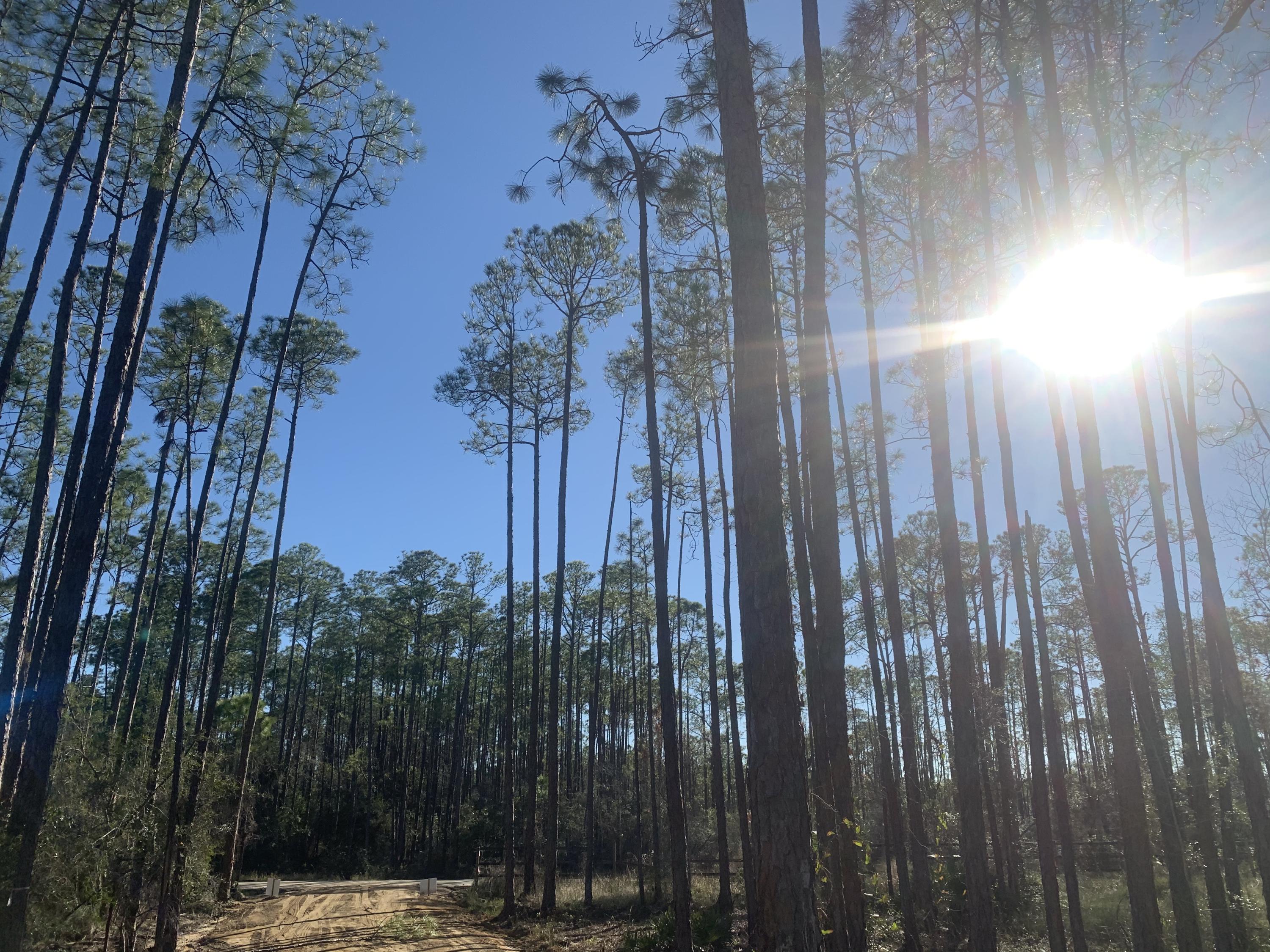 LOT 12 BLK A WHISPERING PINES S/D PB 5-37 OR 906-141 OR 1041-246 OR 1428-257 OR 2995-2825 OR 3016- - Land