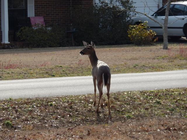 METES AND BOUNDS - Residential