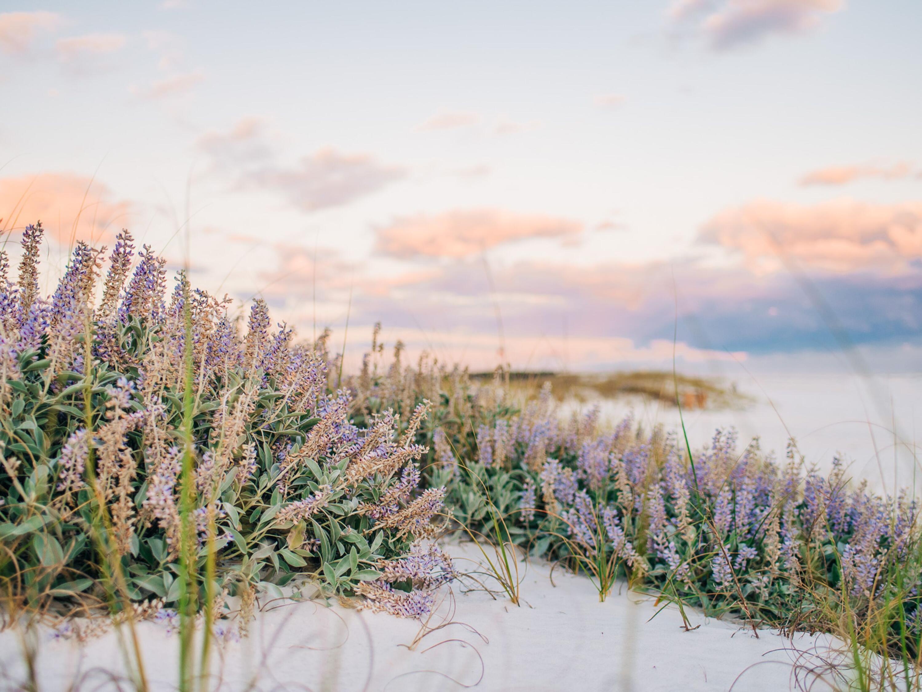 Lupin Beach - Residential