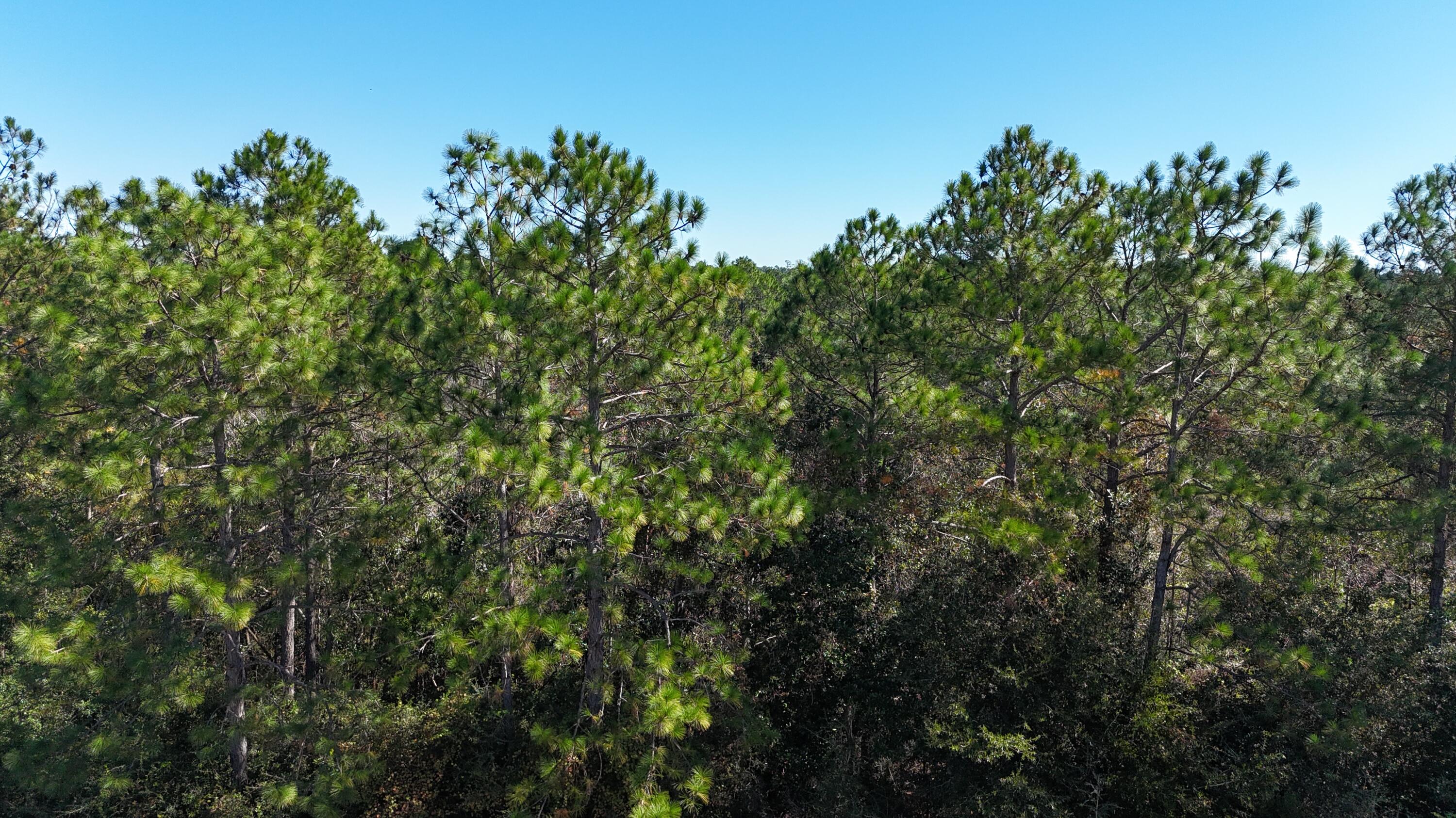 12.33 Acres Alicia Dr