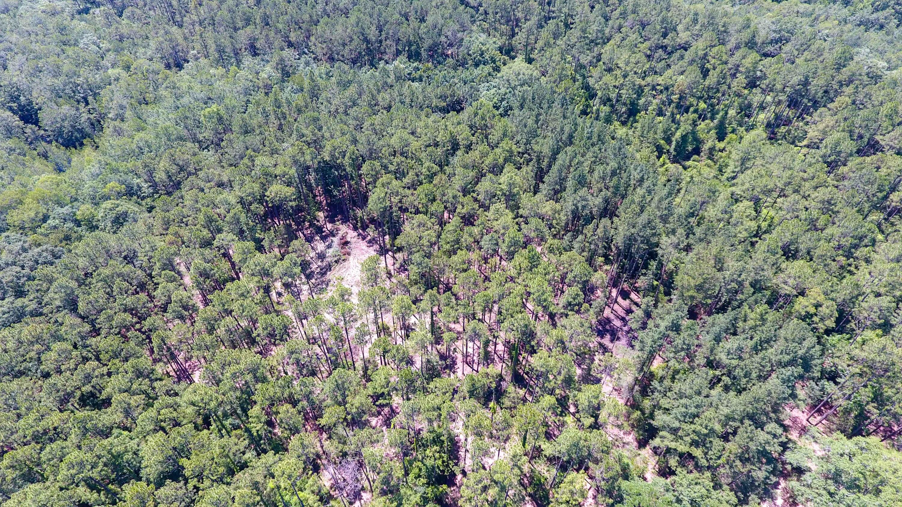Canopy Crossings - Land