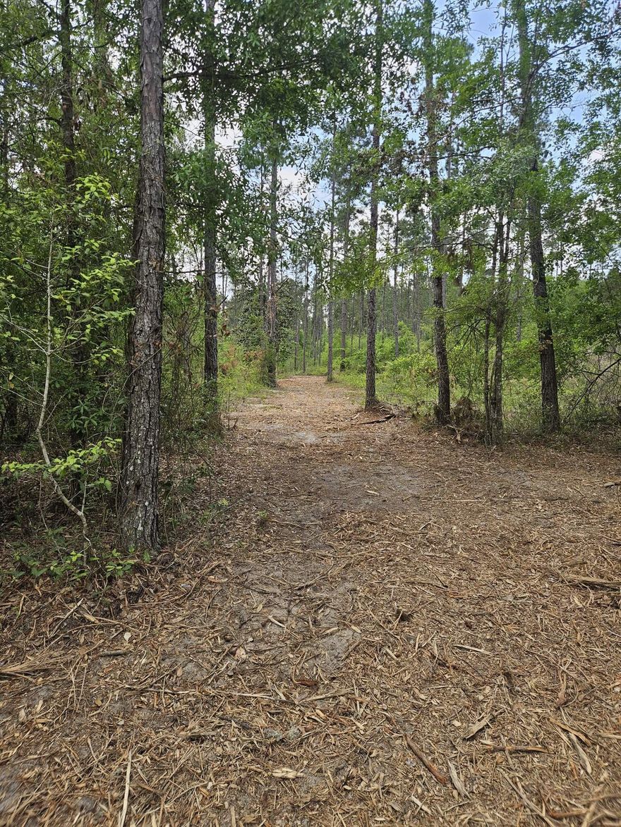 Welcome to your own slice of paradise!  Great private homesite on just over 31 acres  on a paved road and only a mile and a half from Interstate 10 via Hwy 71 in beautiful Marianna Florida.  Bring your building plans for that dream home or country getaway on a level tract of pine plantation.  Survey is available and electric access is available off of Rocky Creek Rd.  All of this with owner financing terms available.  Take a drive with your favorite real estate agent and have a look at this Jackson county gem!
