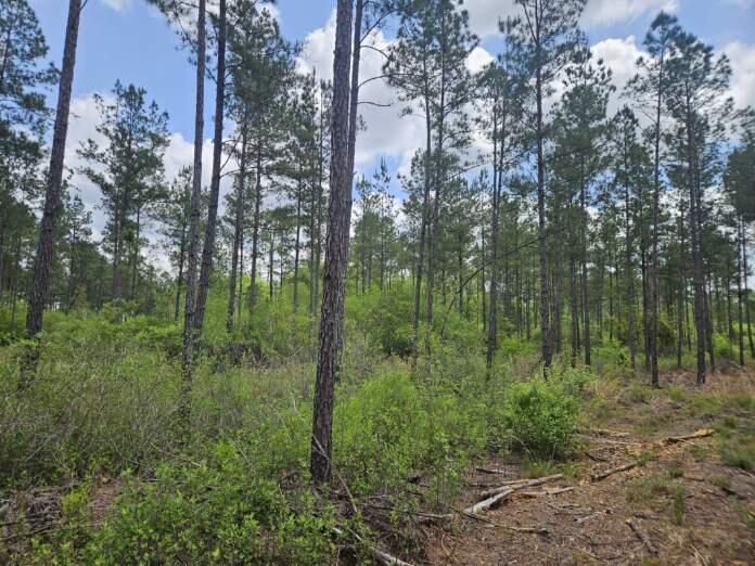 Pinebrook Ranches - Land