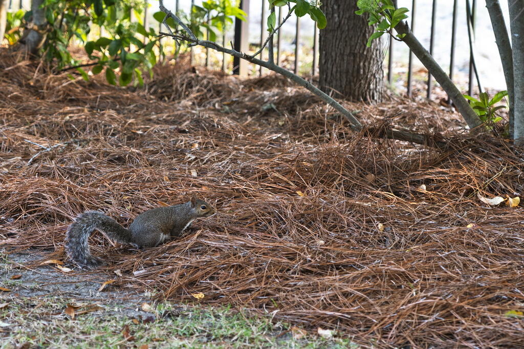 GULF TRACE - Residential