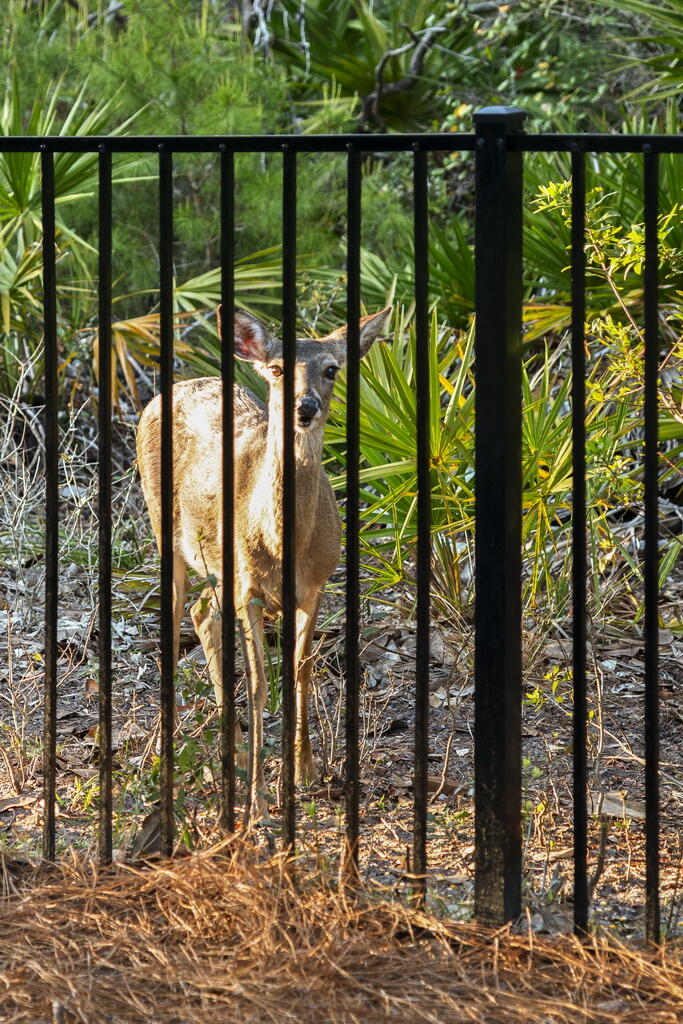 GULF TRACE - Residential