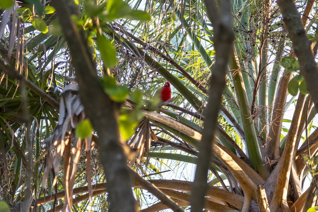 GULF TRACE - Residential