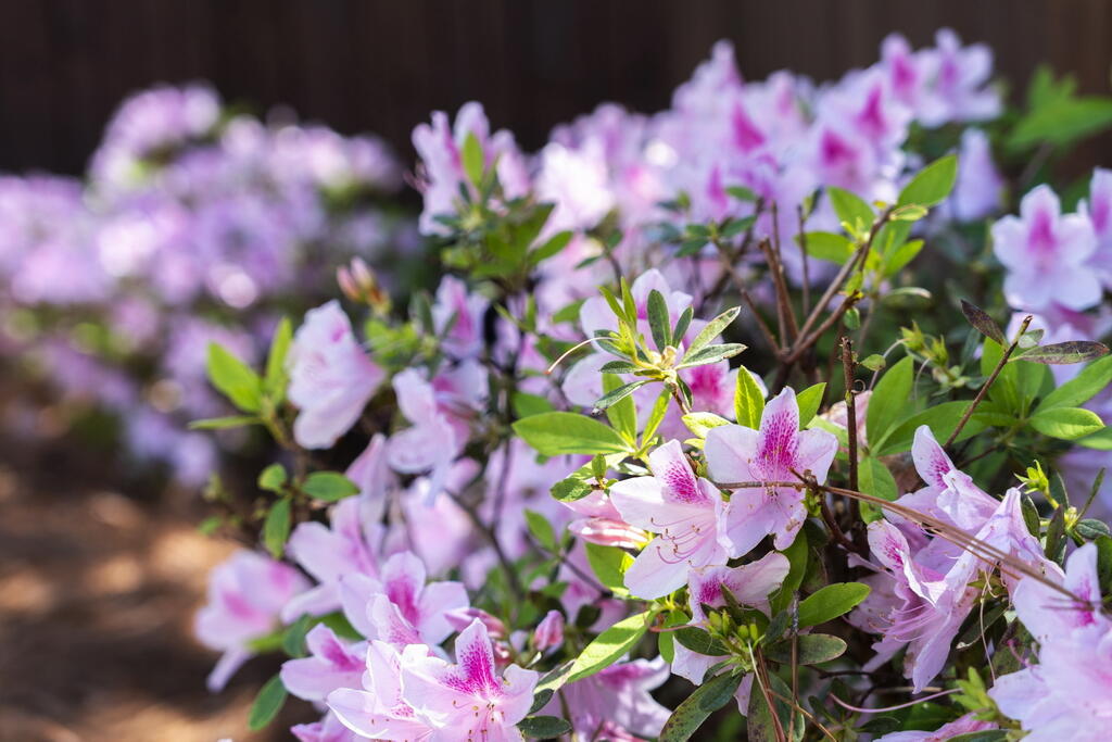 GULF TRACE - Residential