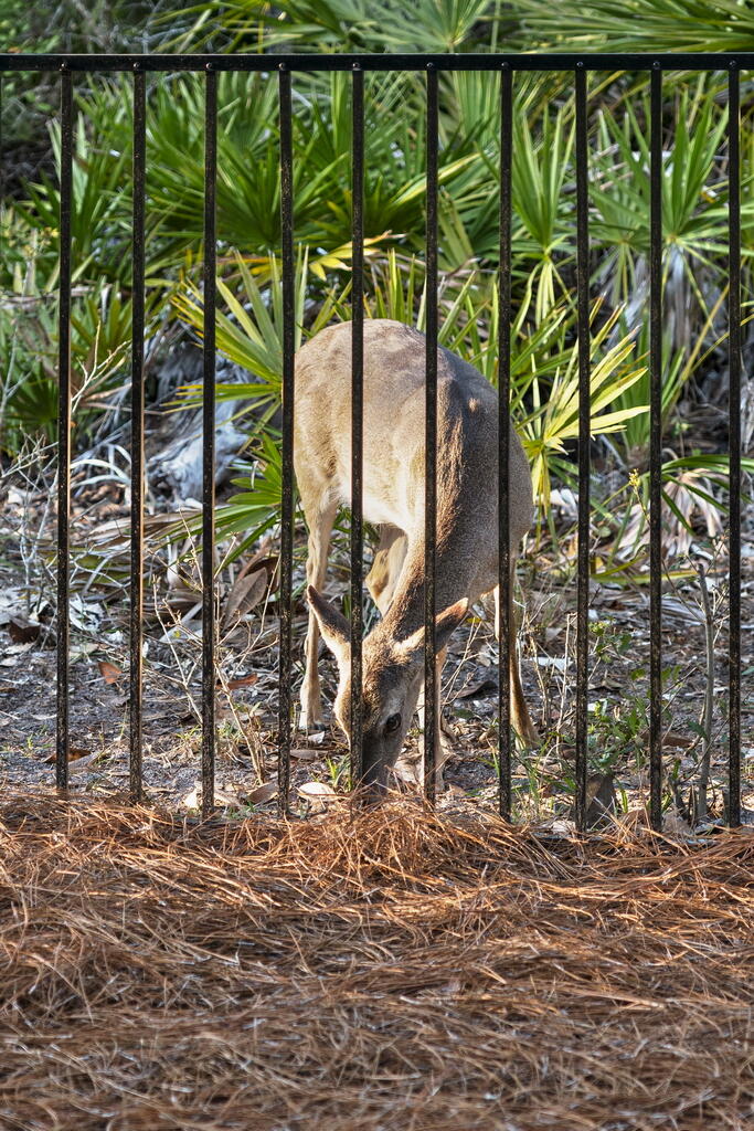 GULF TRACE - Residential
