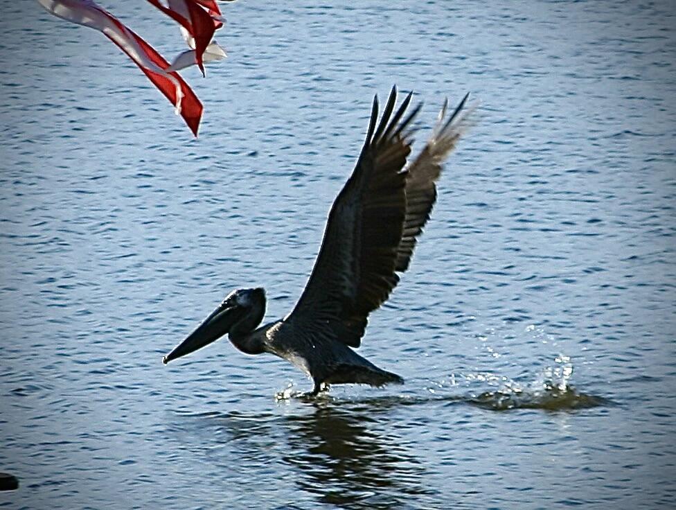 DOLPHIN COVE ESTATES - Residential