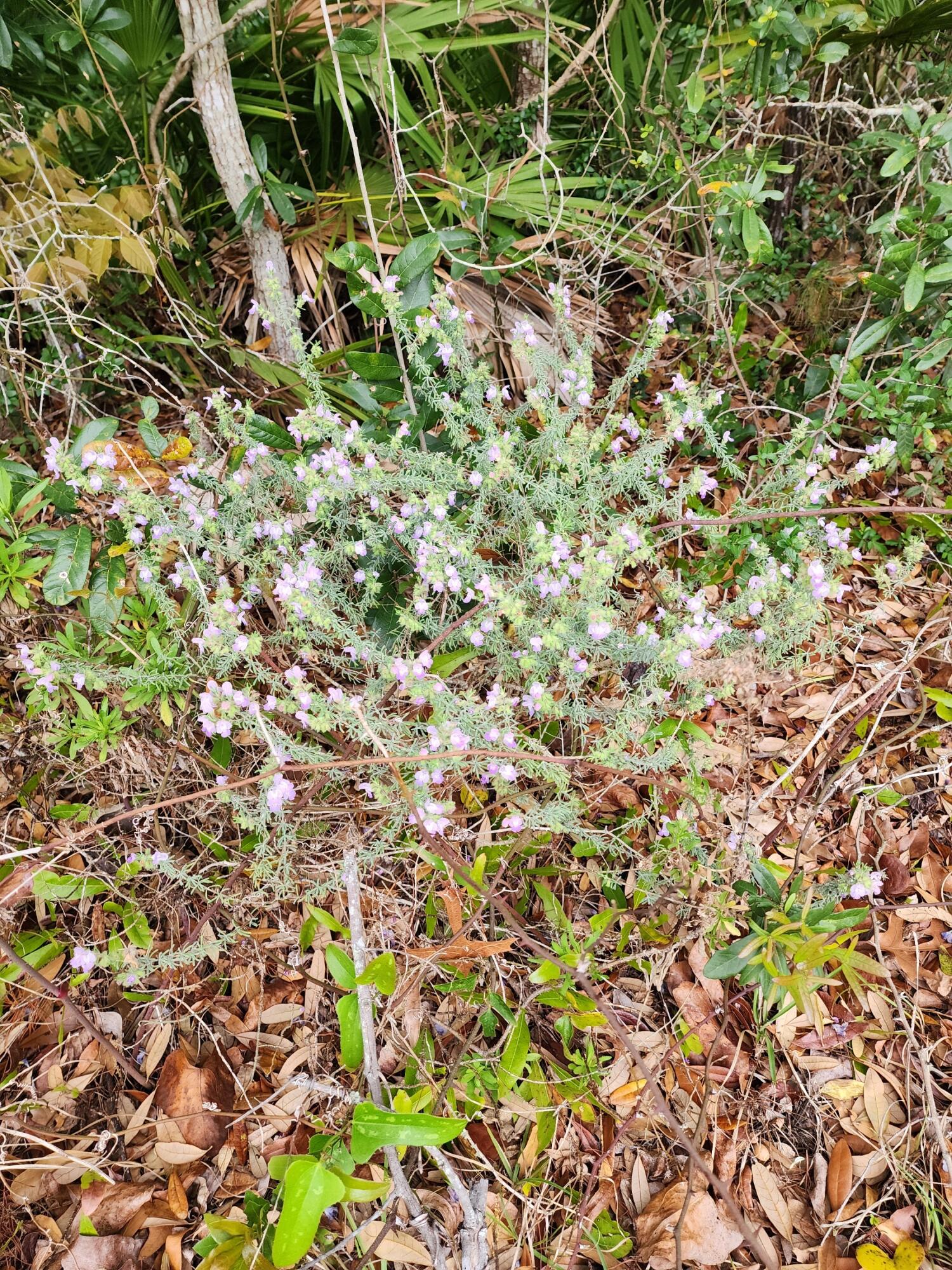 WILLIAMS CREEK ESTATES - Land