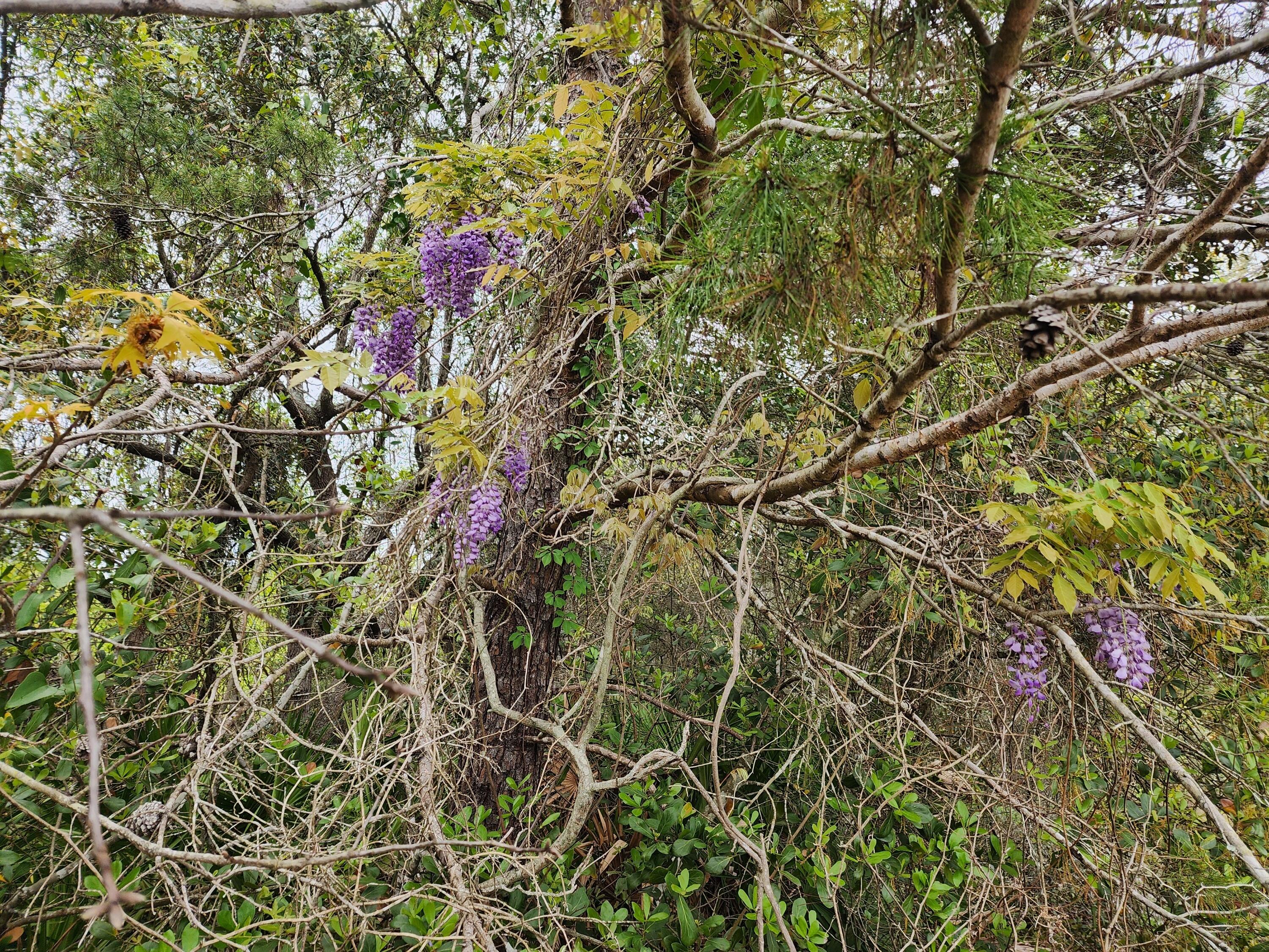 WILLIAMS CREEK ESTATES - Land