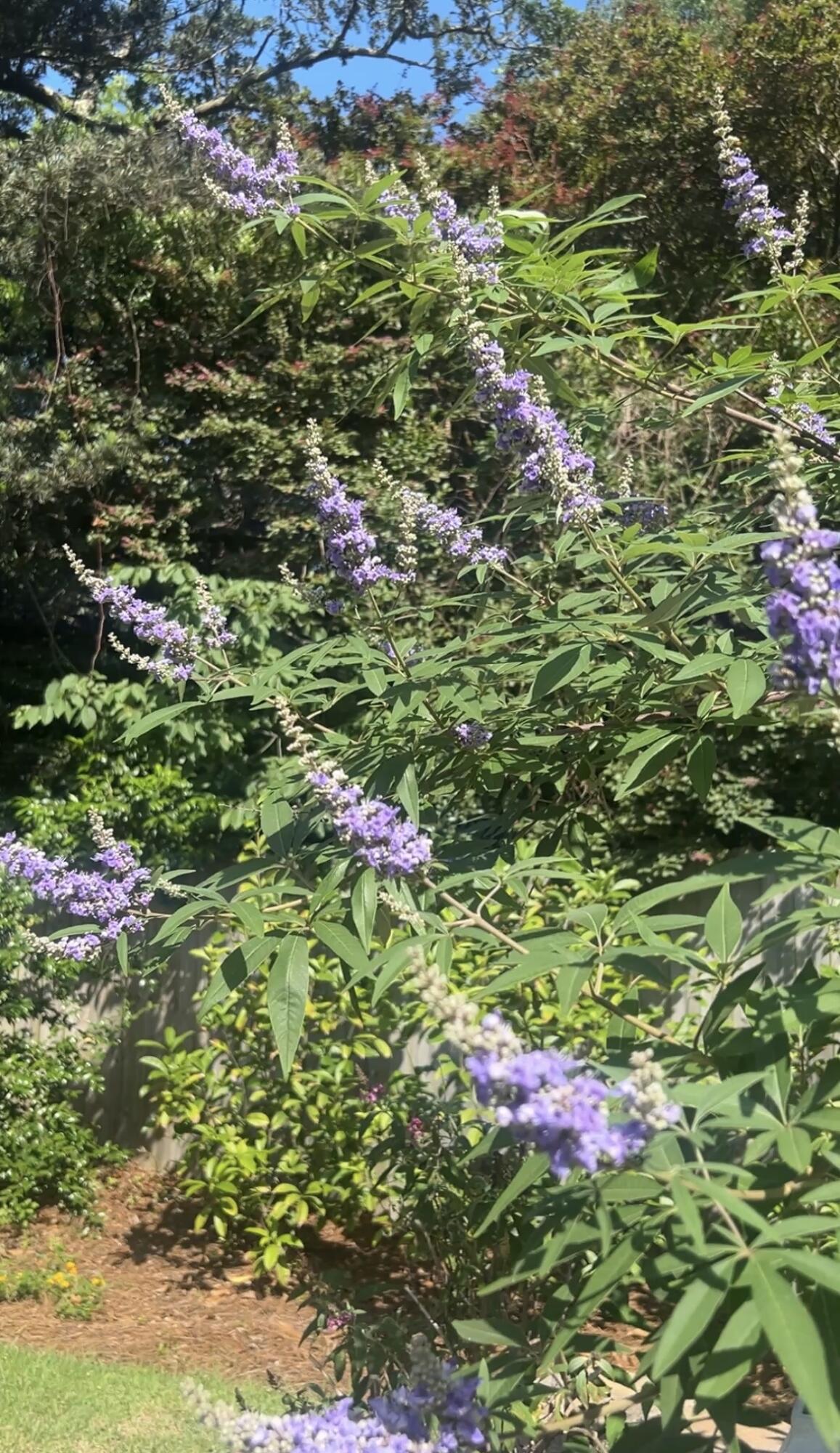 OLDE FORT WALTON - Residential