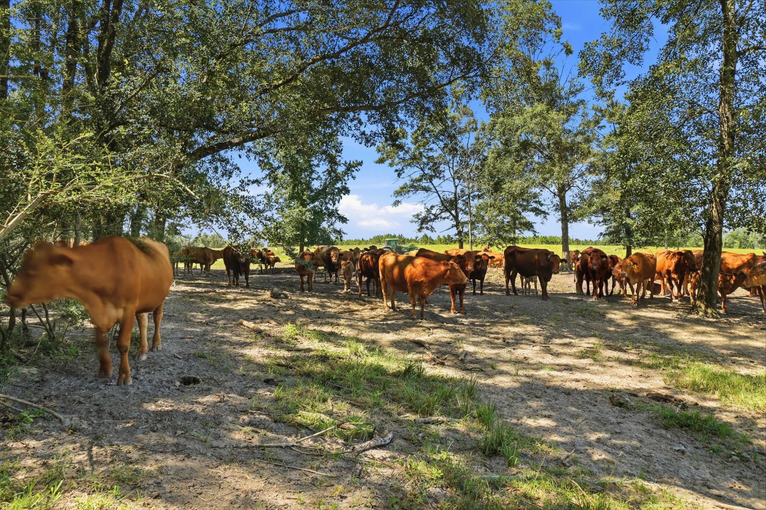 520 Acres US Hwy 331 N