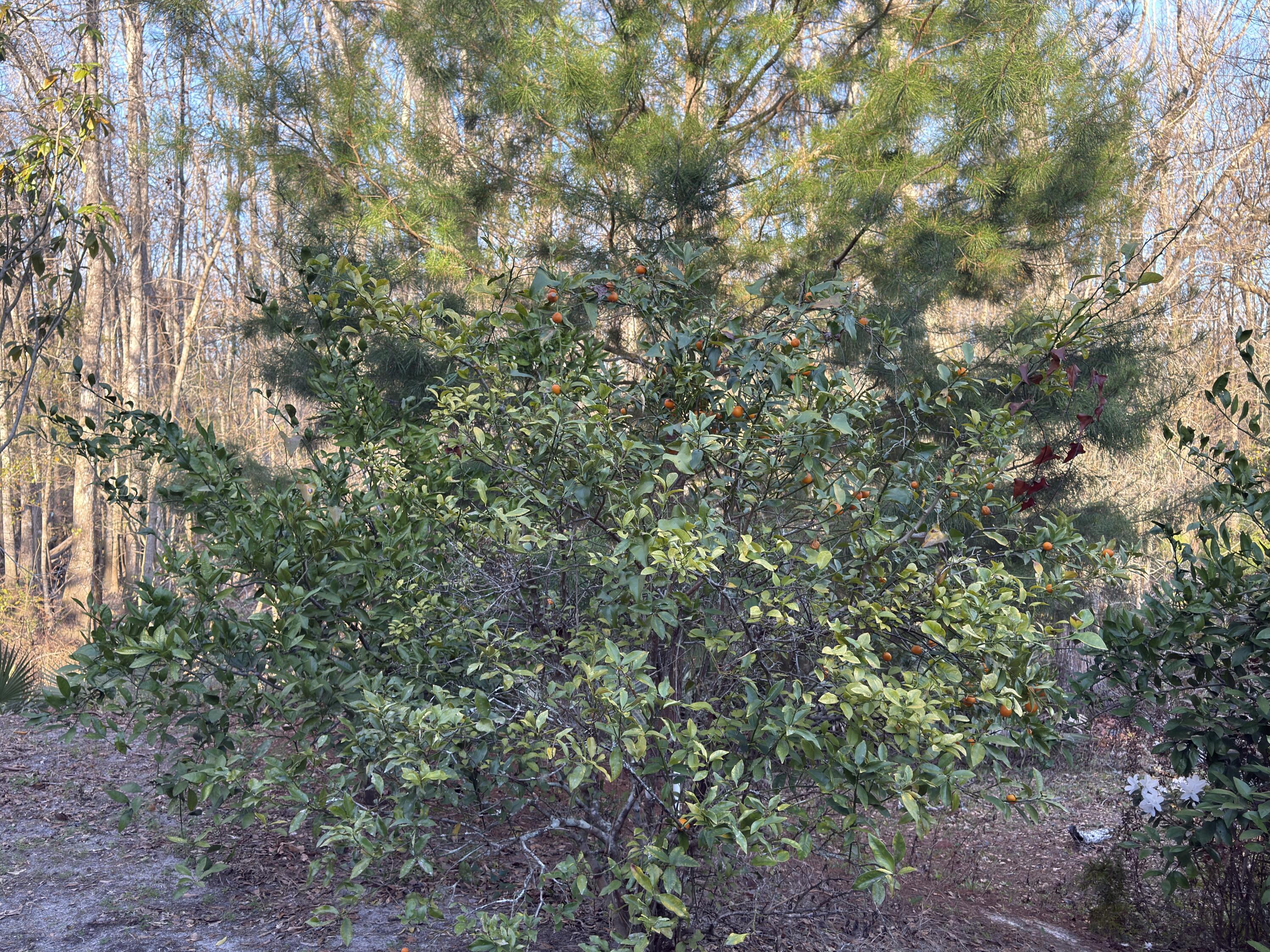 NO RECORDED SUBDIVISION - Residential