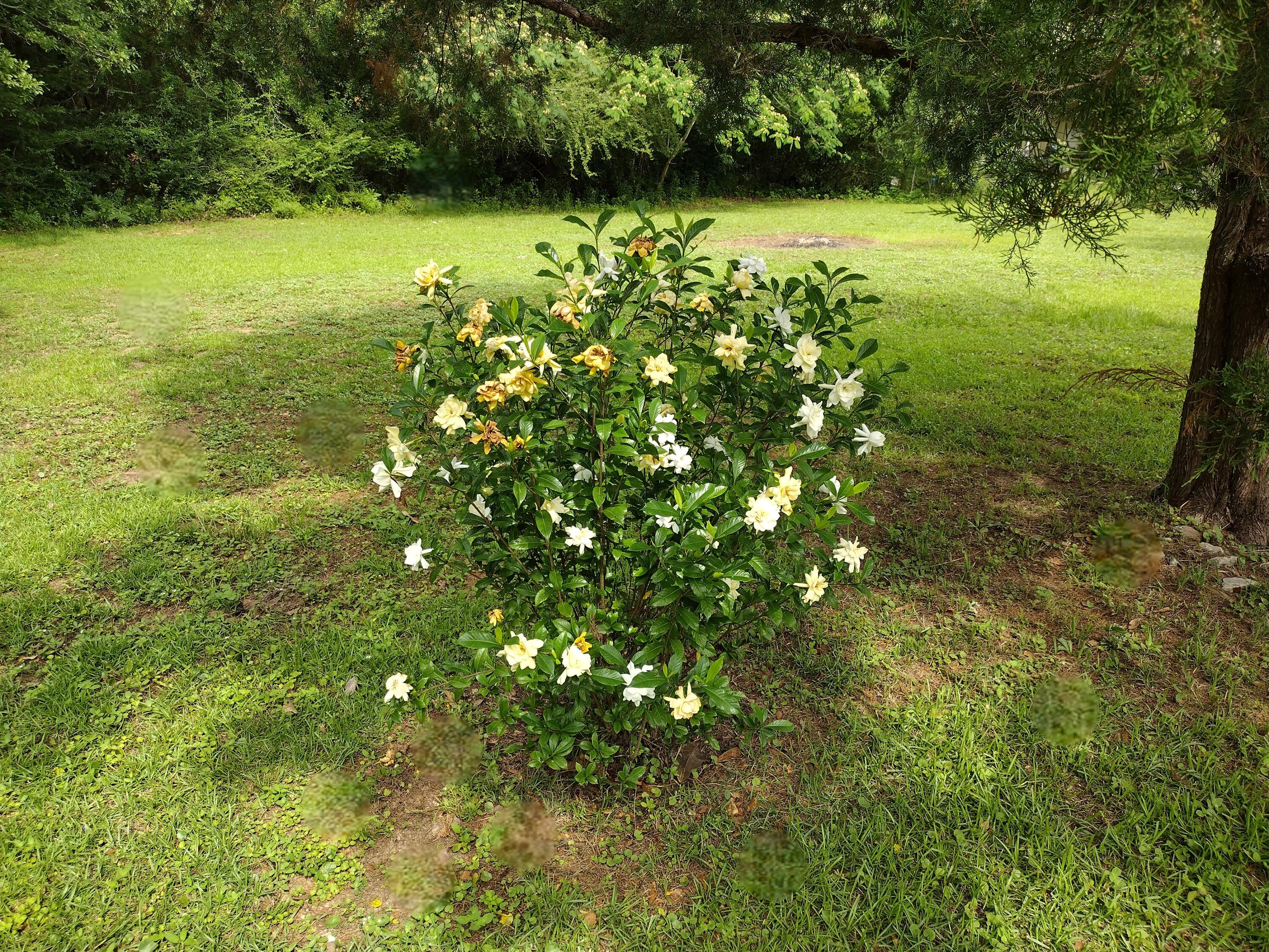 PARCHTOWN - Residential