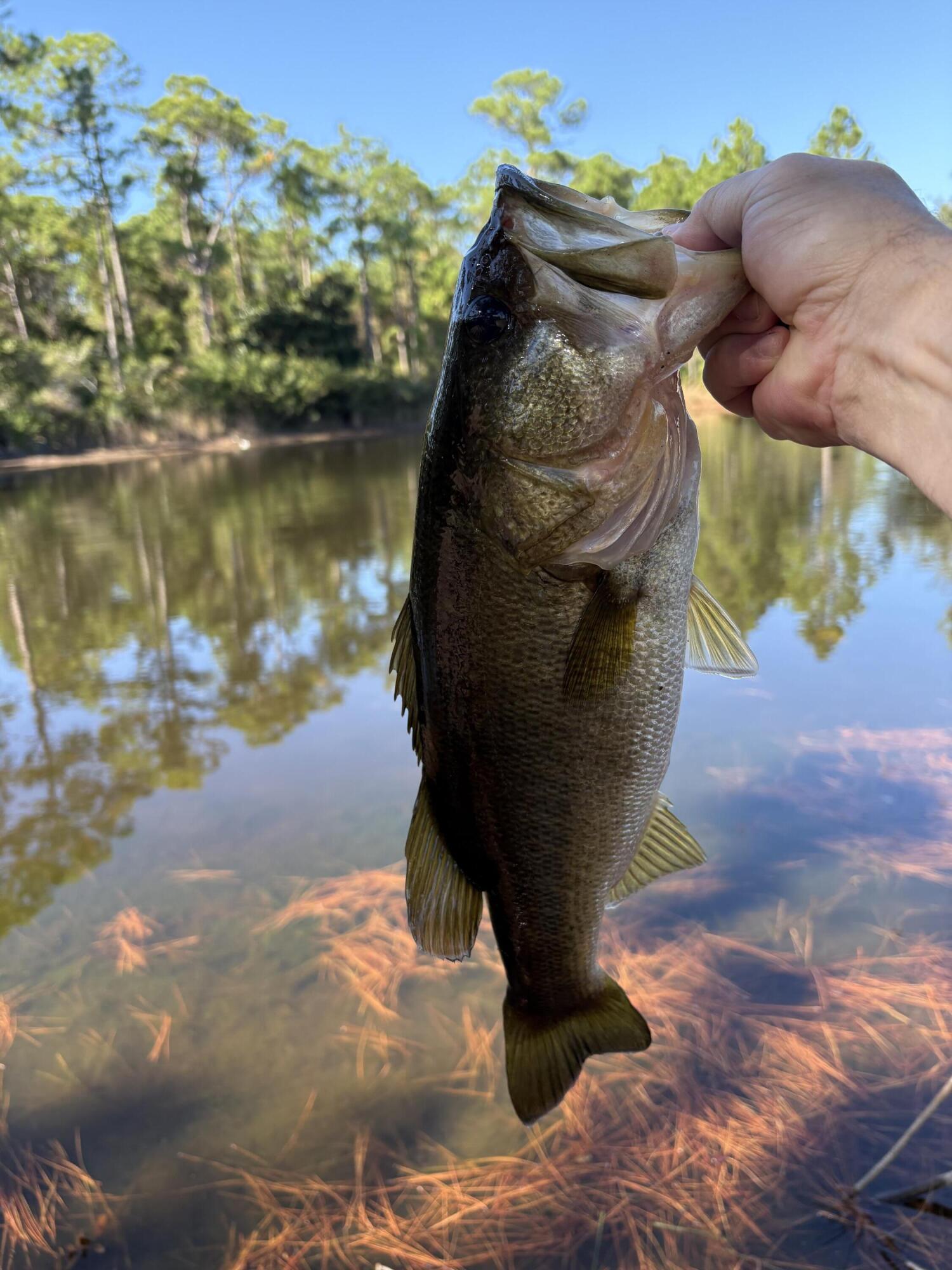 DRIFTWOOD ESTATES - Residential