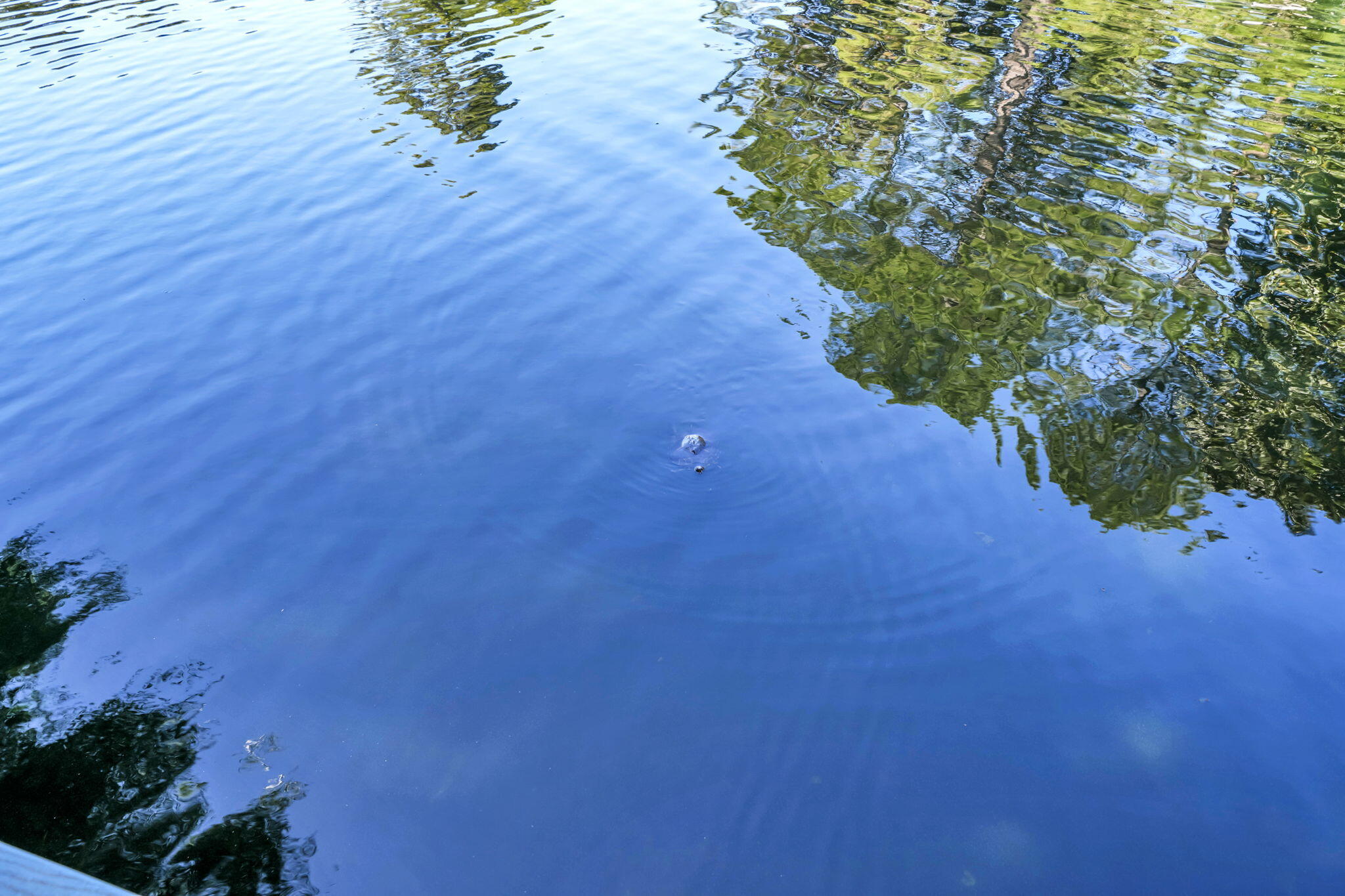 PRESTWICK PLACE - Residential