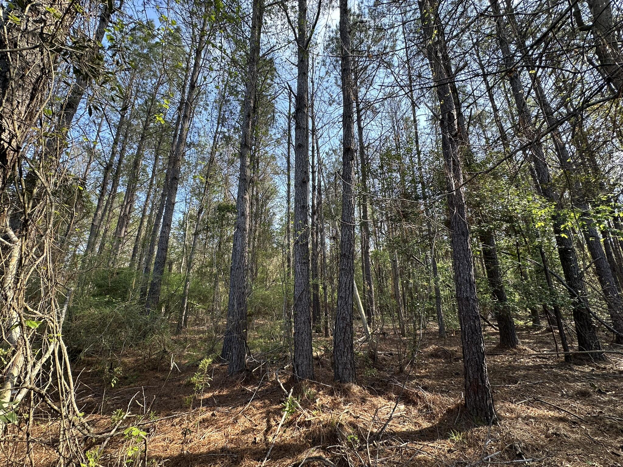 Photo 1 of 7 — .83+/- ac Lett Road, Other, AL