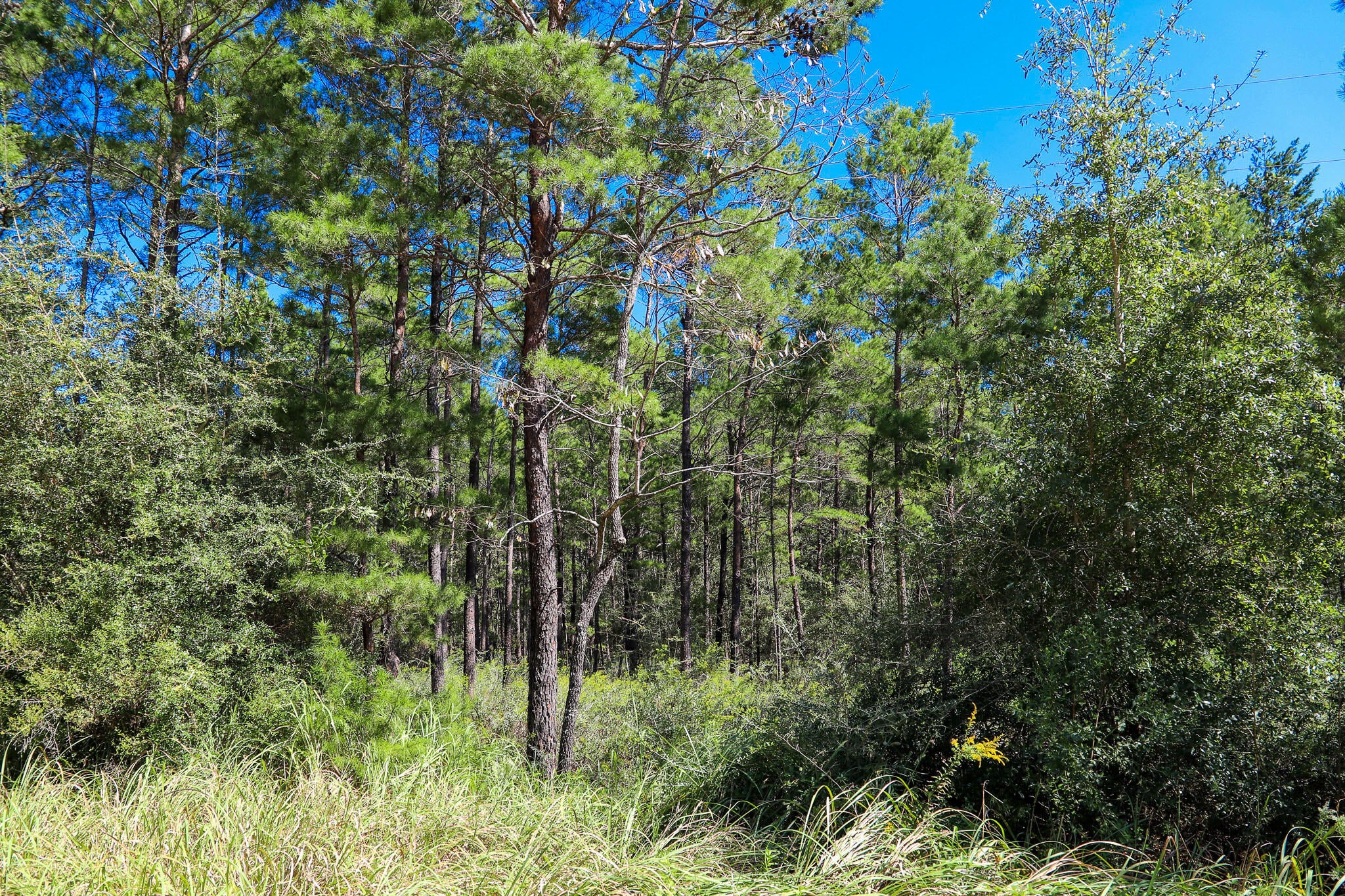 LOT 2 Hamlet Drive